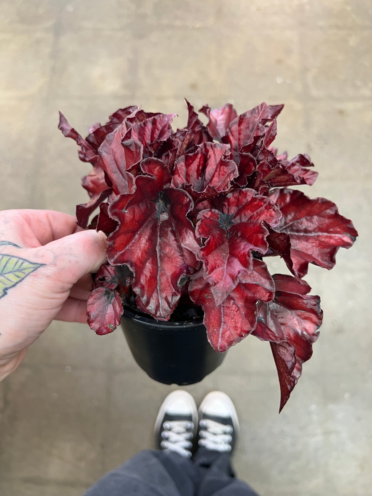 Begonia Foliage Rex
