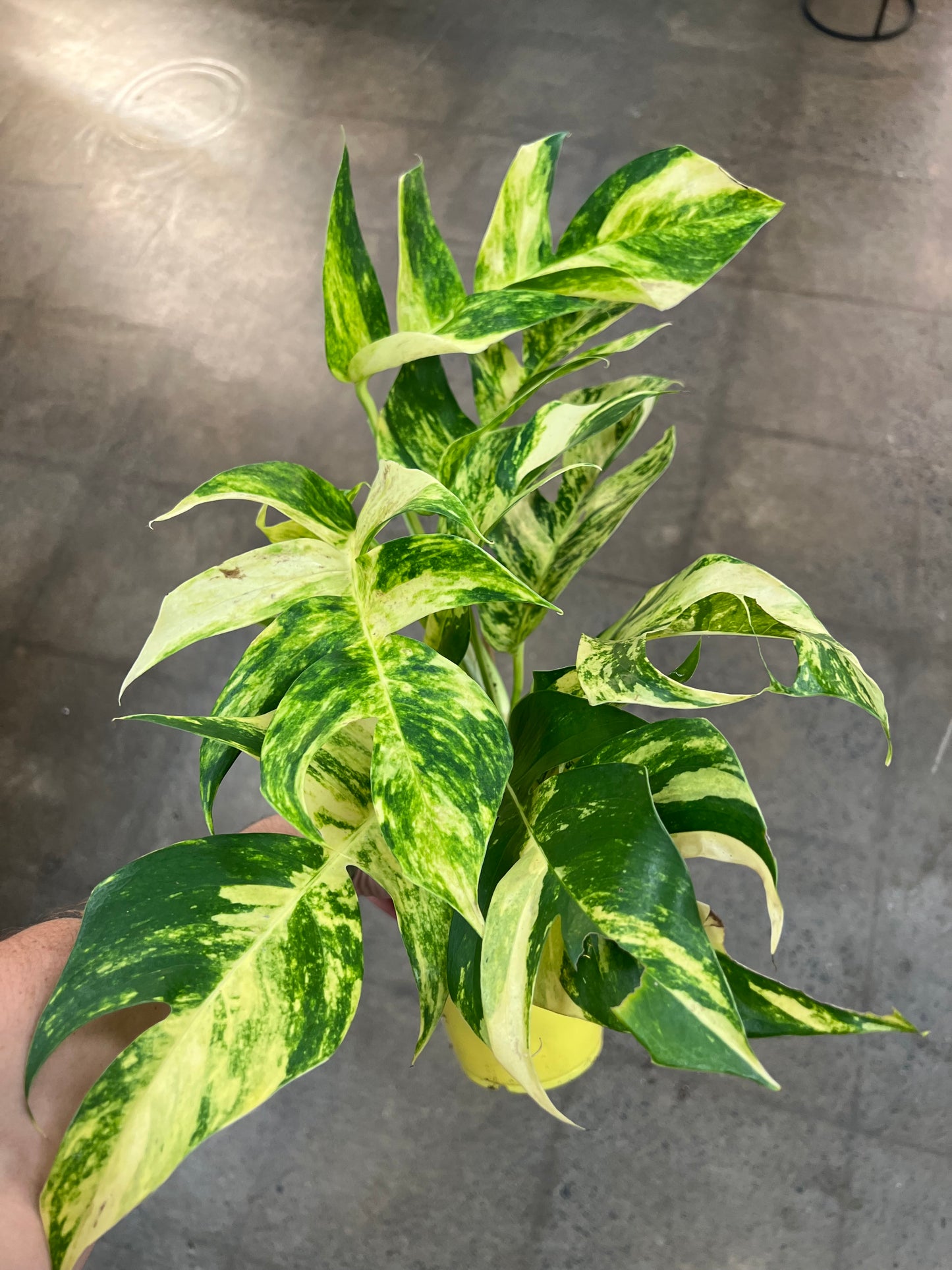 Epipremnum Pinnatum Sunburst