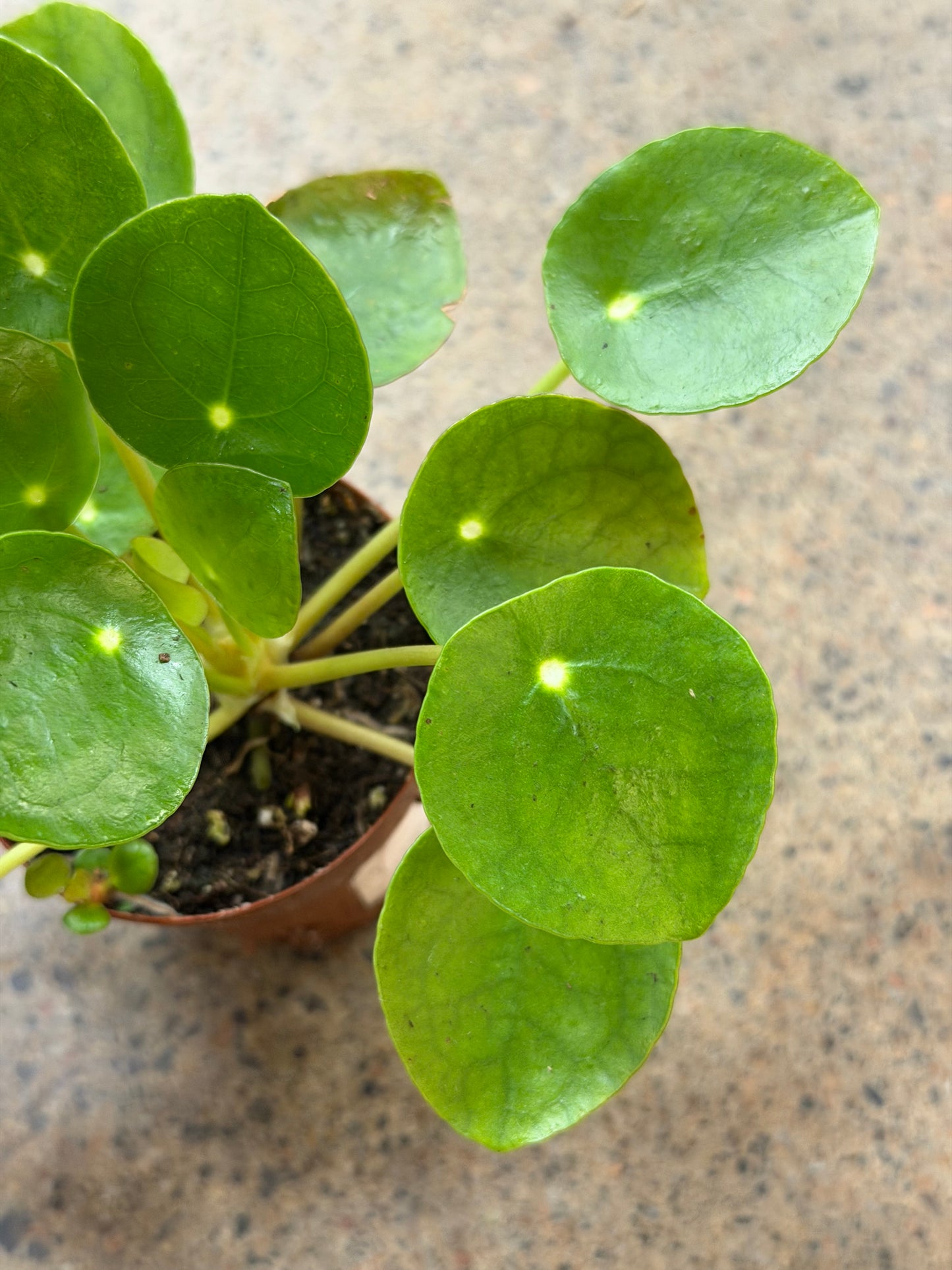 Pilea Peperomioides