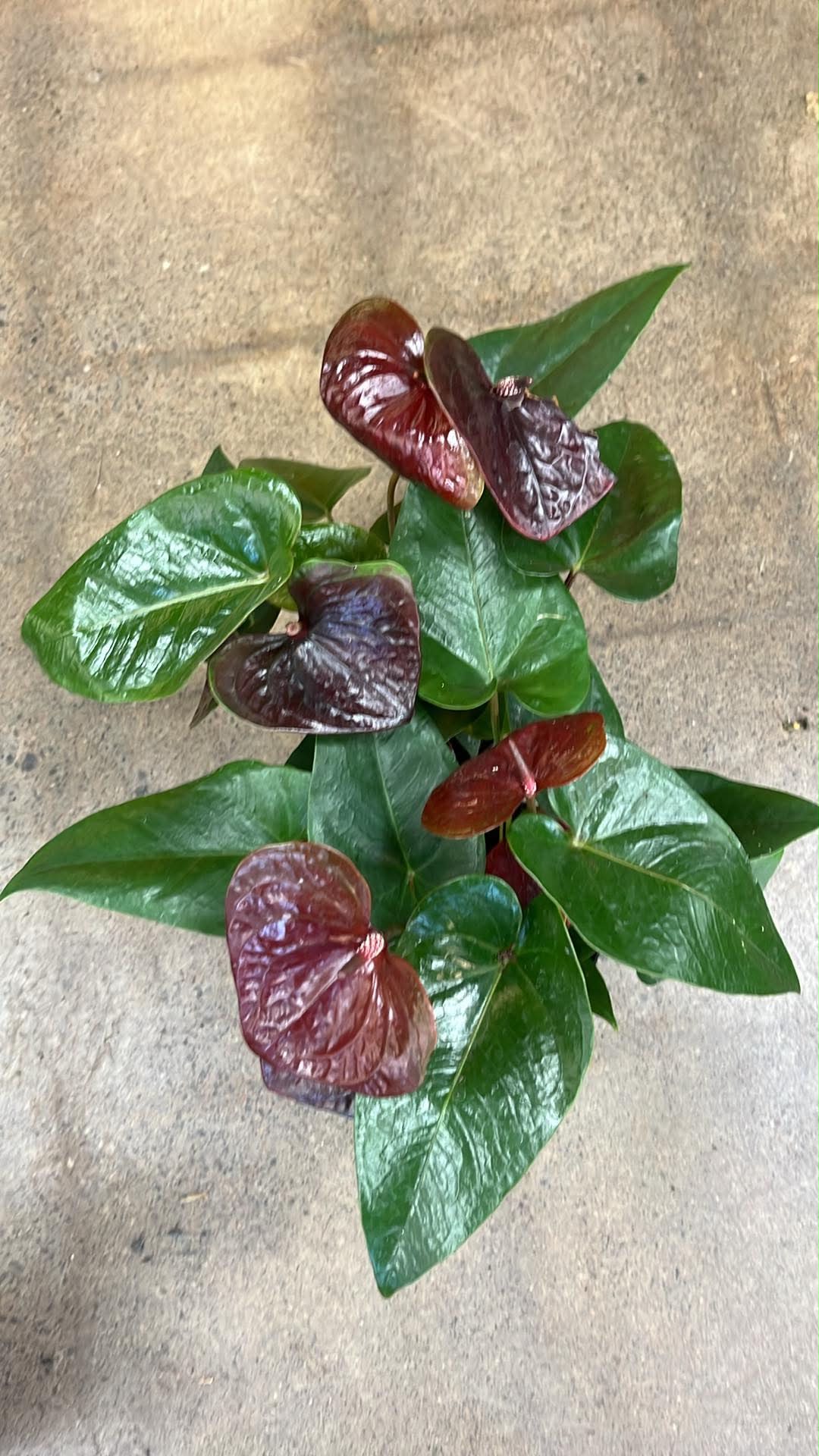 Anthurium Delicata