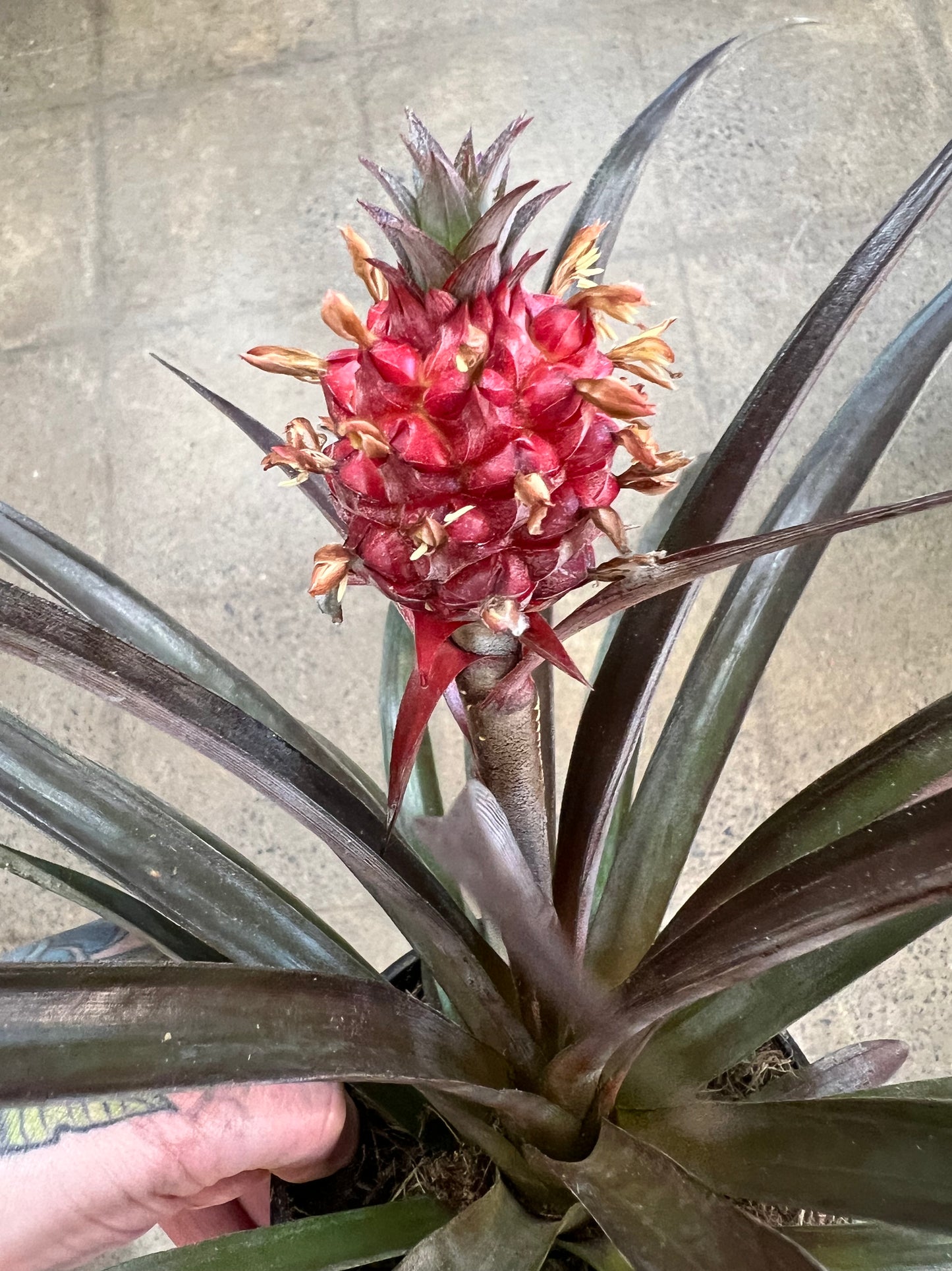 Ananas Rouge
