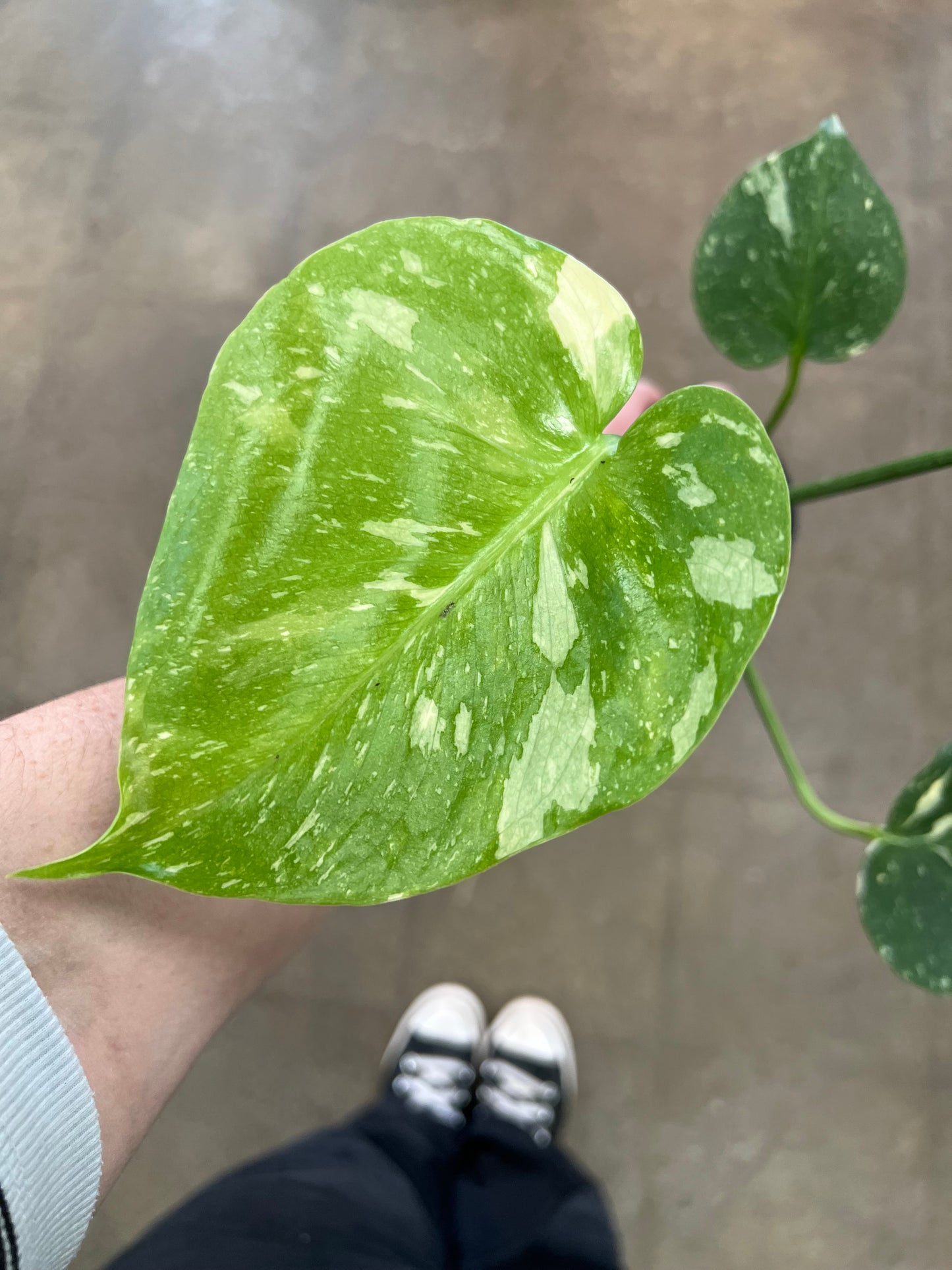 Monstera Thaï Constellation