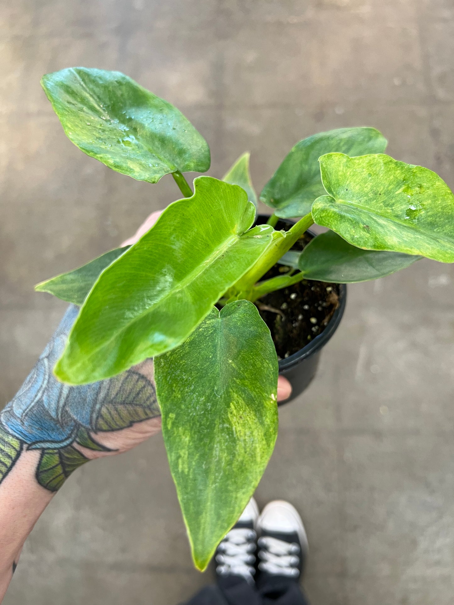 Philodendron Bob Cee Variegated