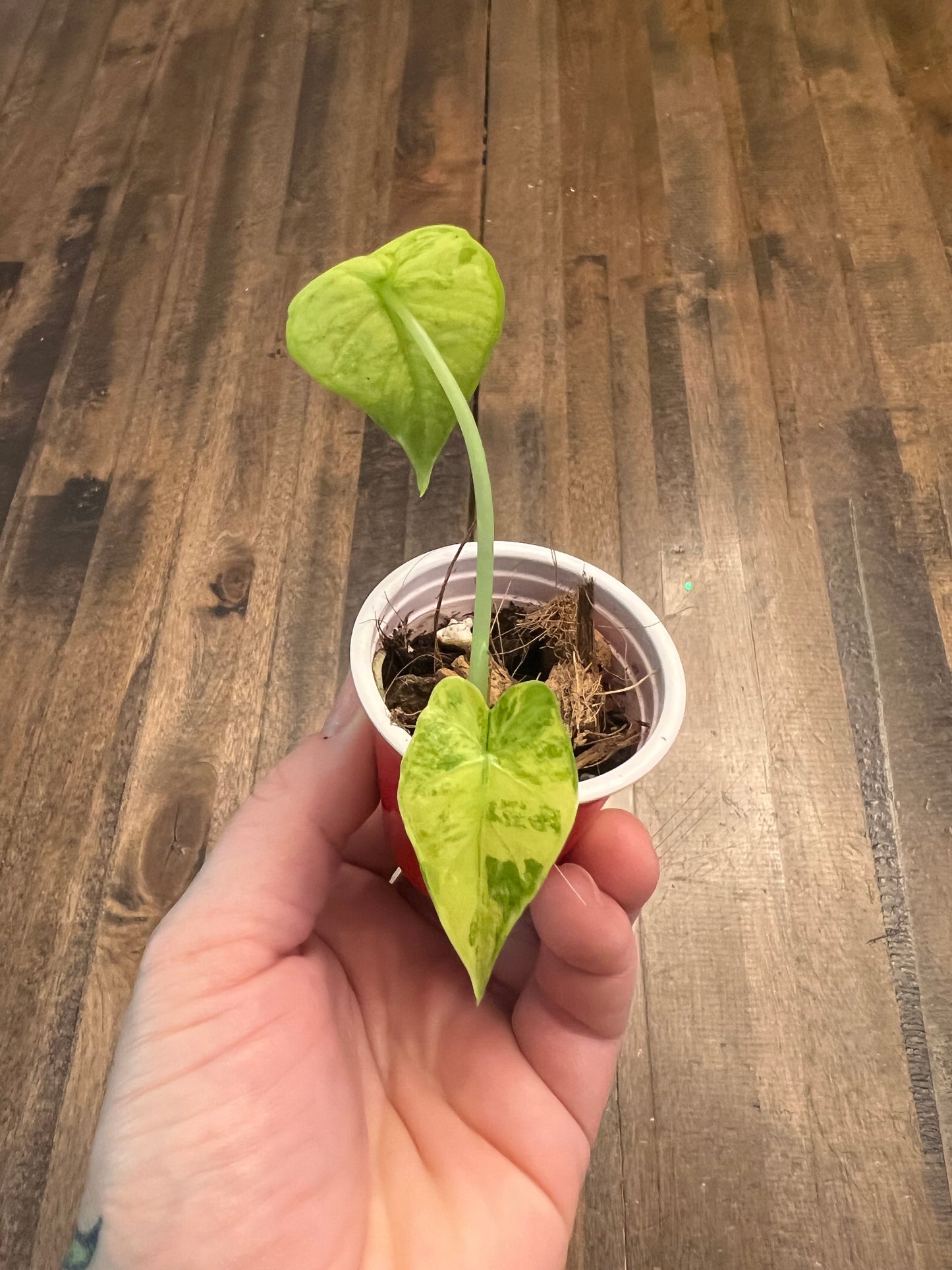 Alocasia Odora Yellow Mint Variegata