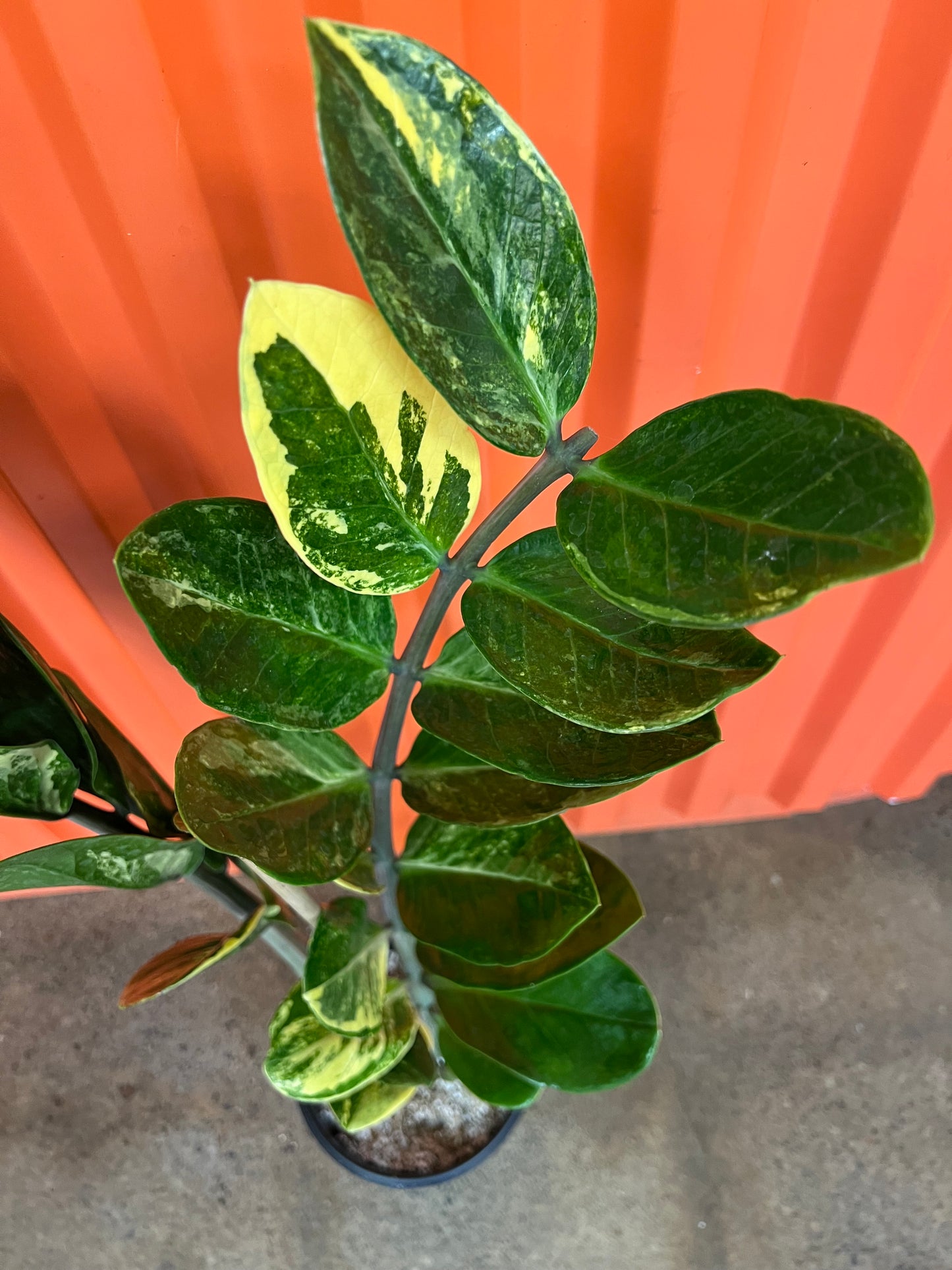 Zamioculcas Zamifolia Variegata #1