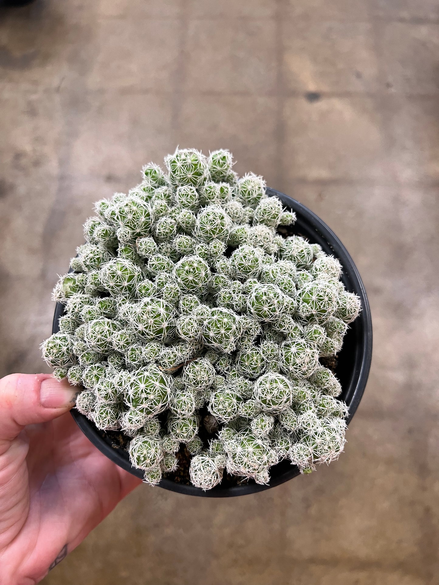 Mammillaria Gracilis Fragilis