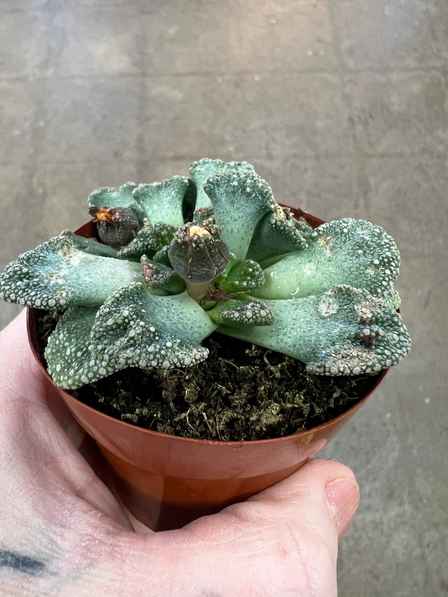 Titanopsis Calcarea