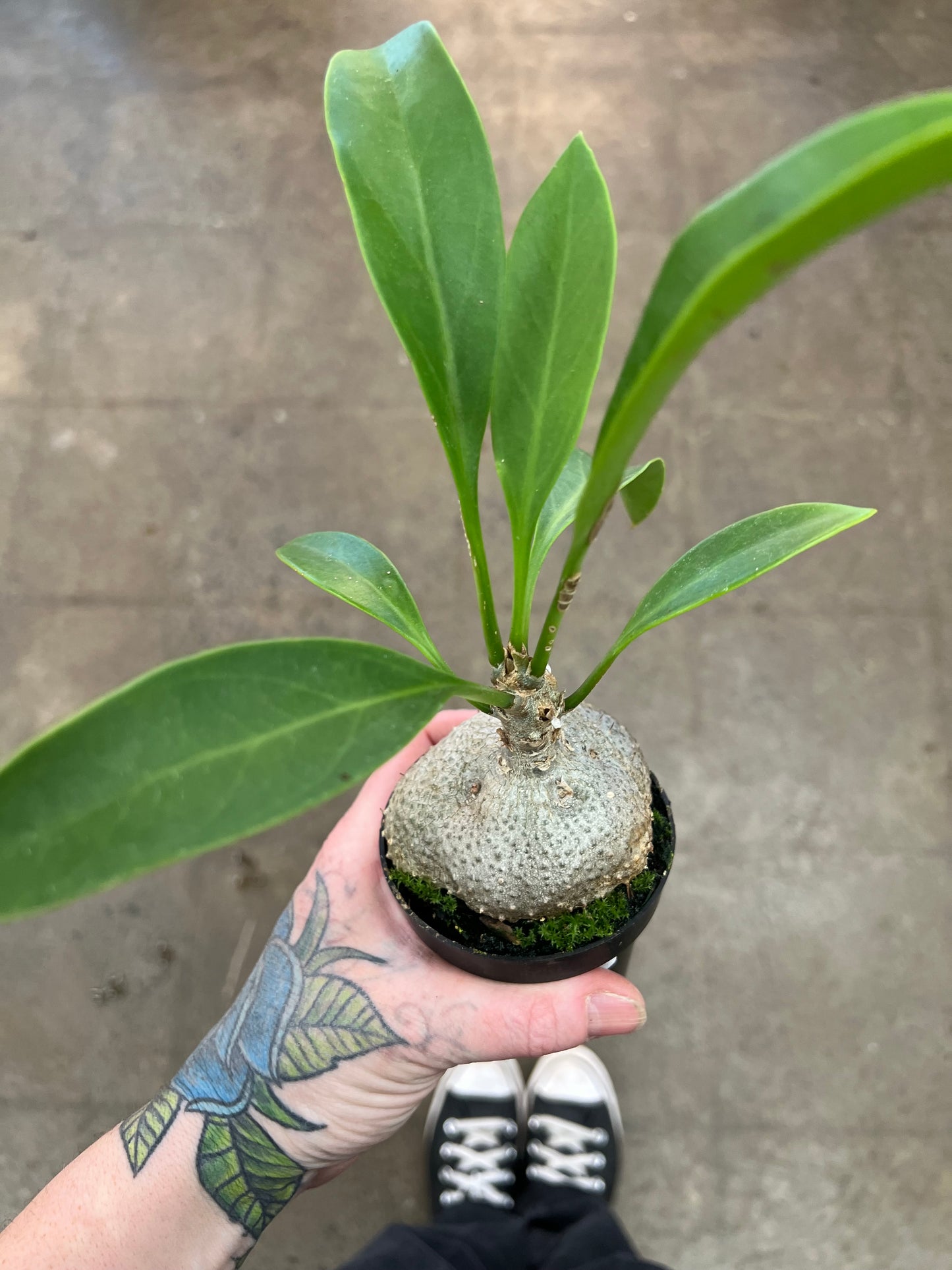 Myrmephytum Selebicum