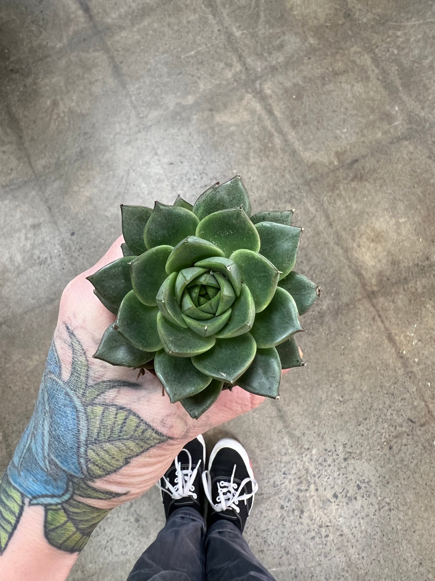 Succulentes asst.