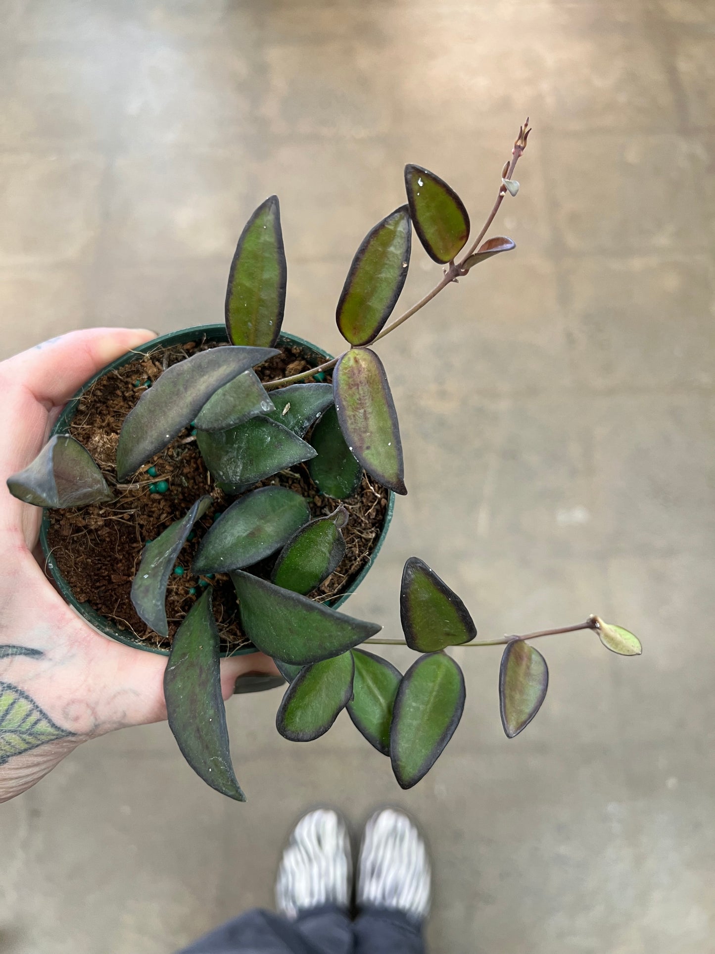 Hoya Rosita