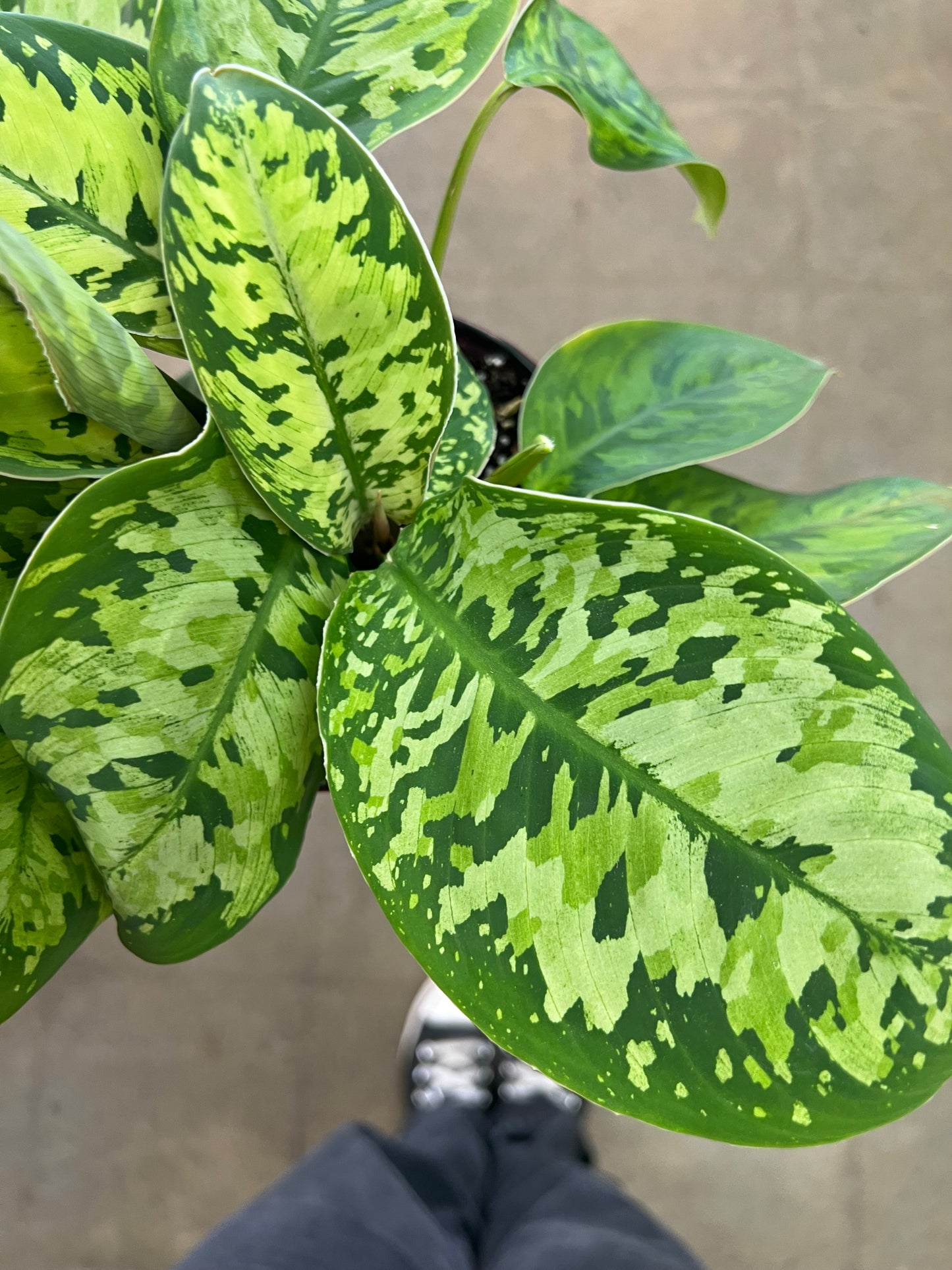 Homalonema Camouflage