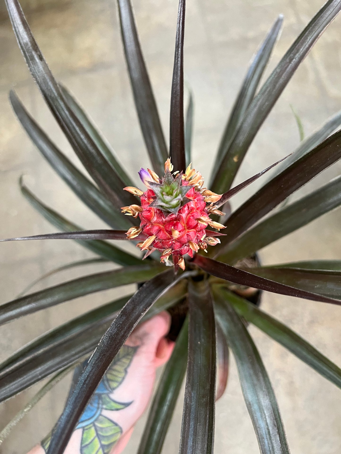 Ananas Rouge