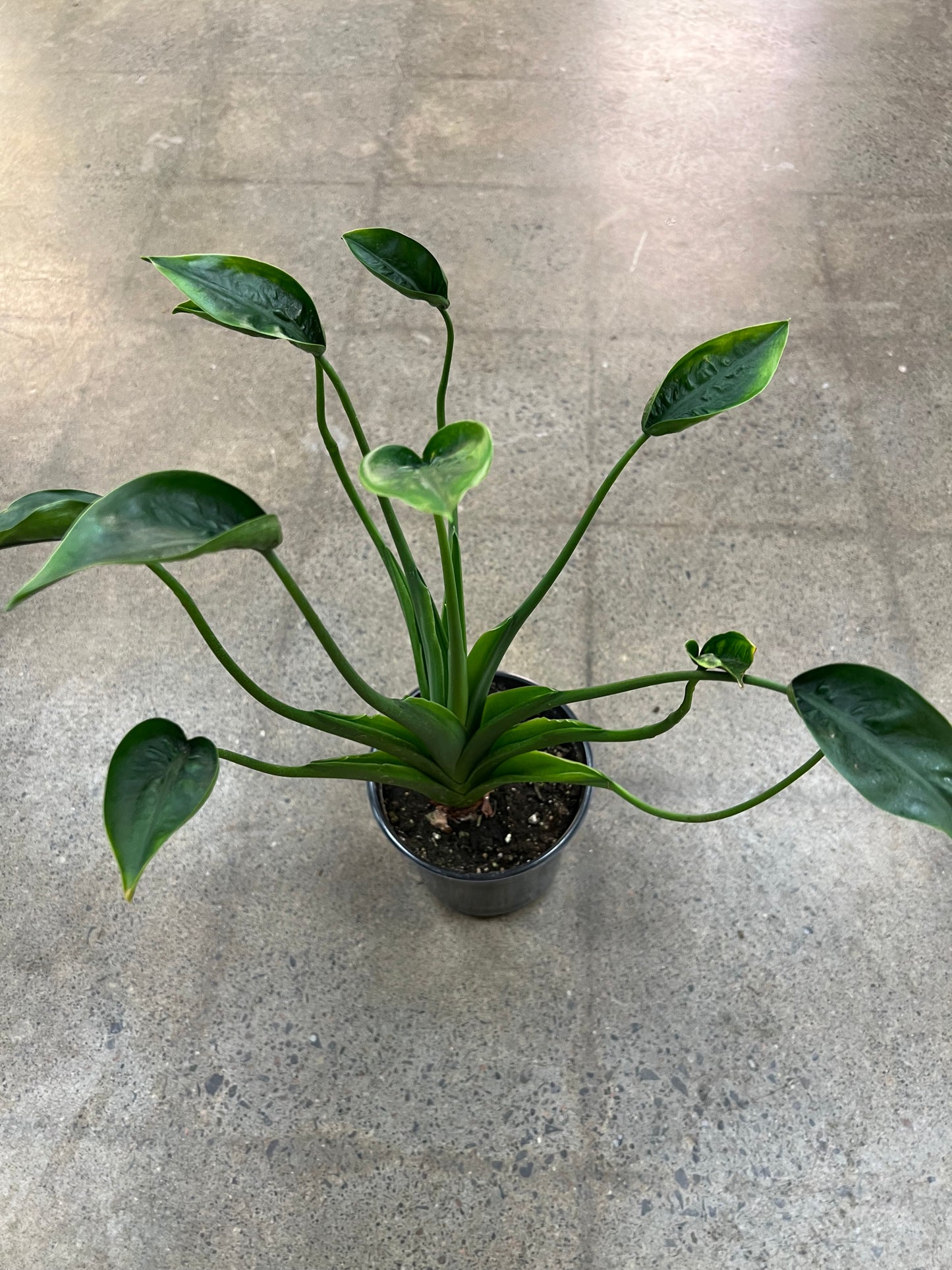 Alocasia Tiny Dancer