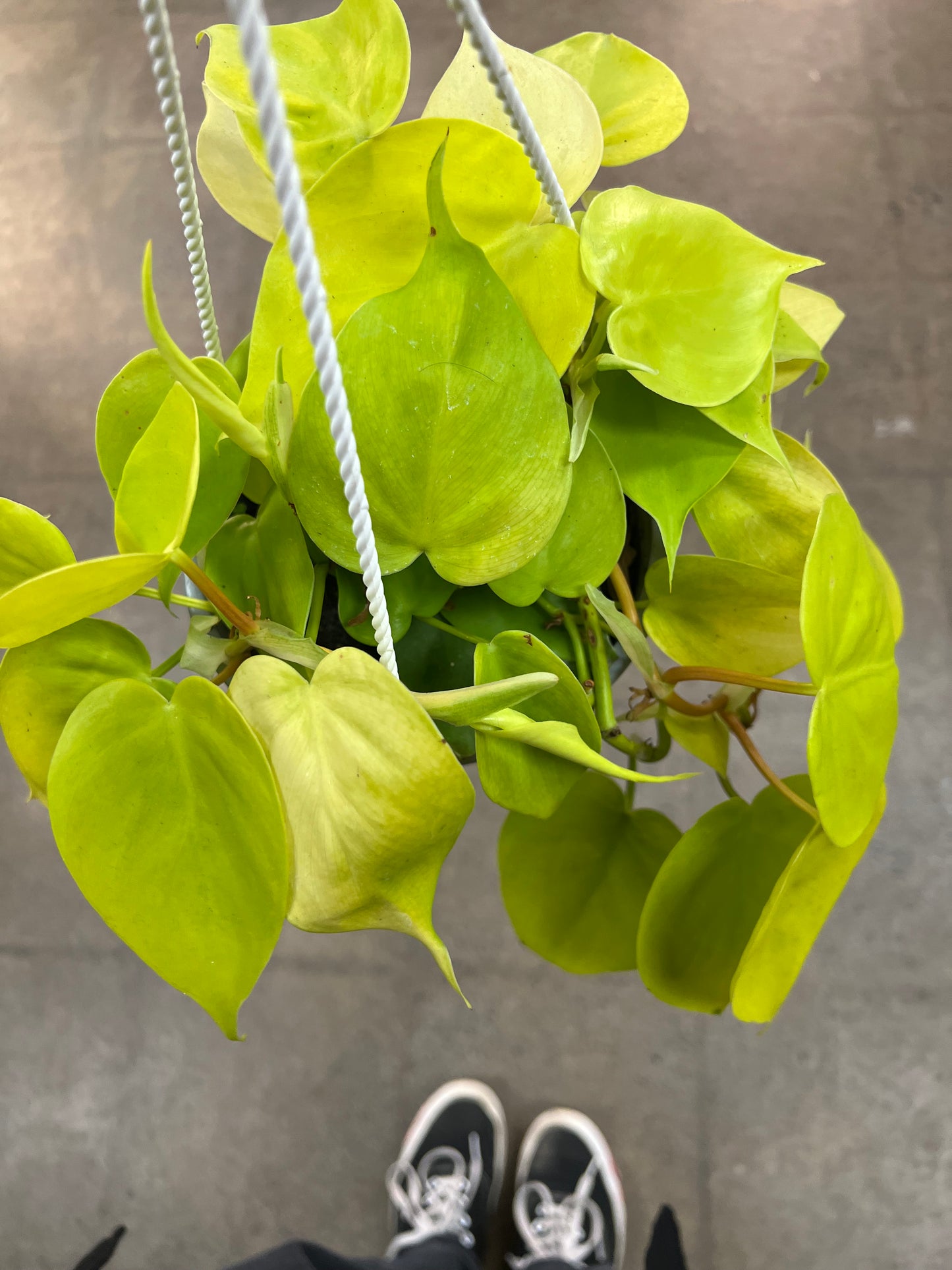 Philodendron Lemon Lime