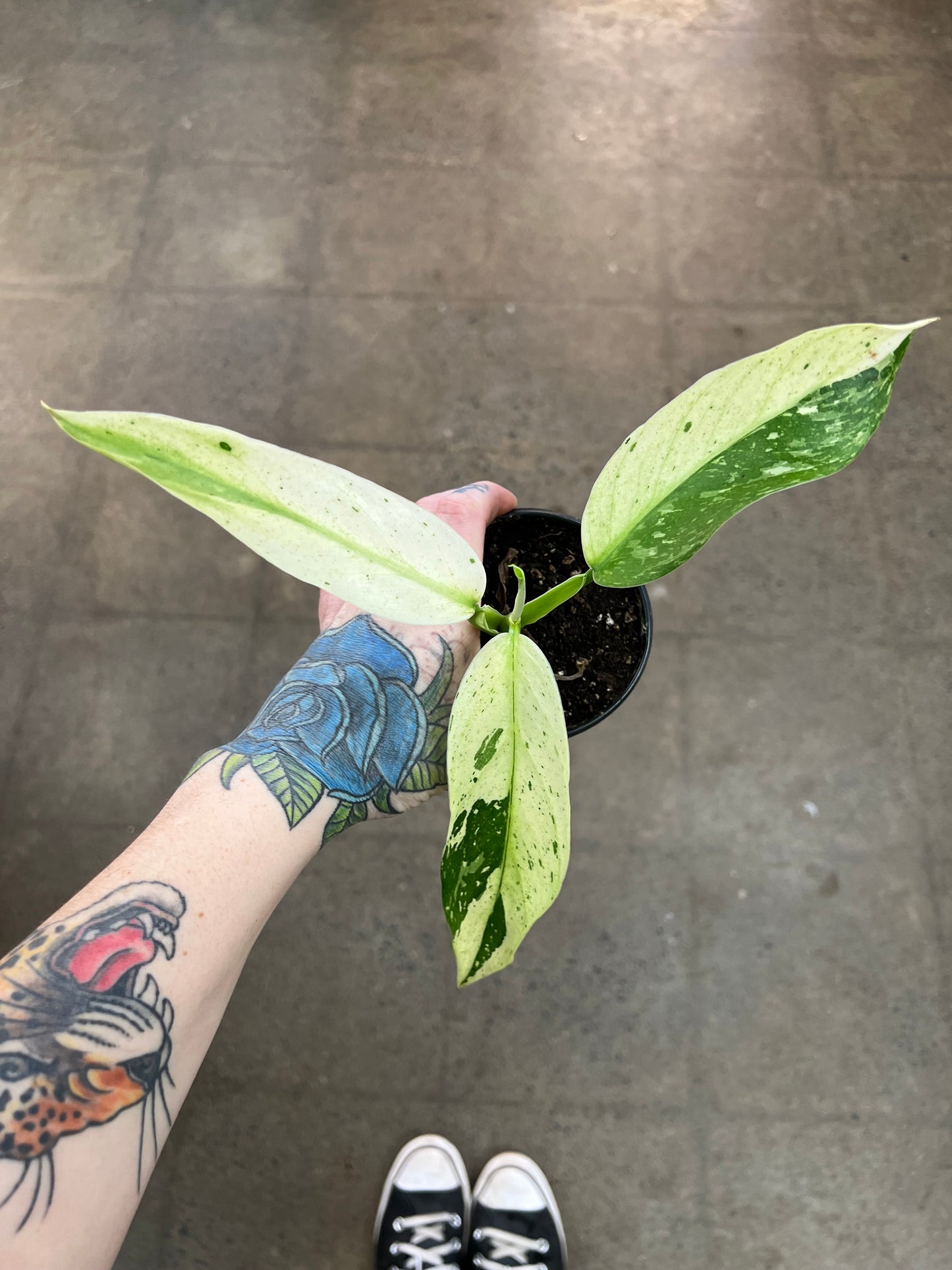 Philodendron Jose Bueno