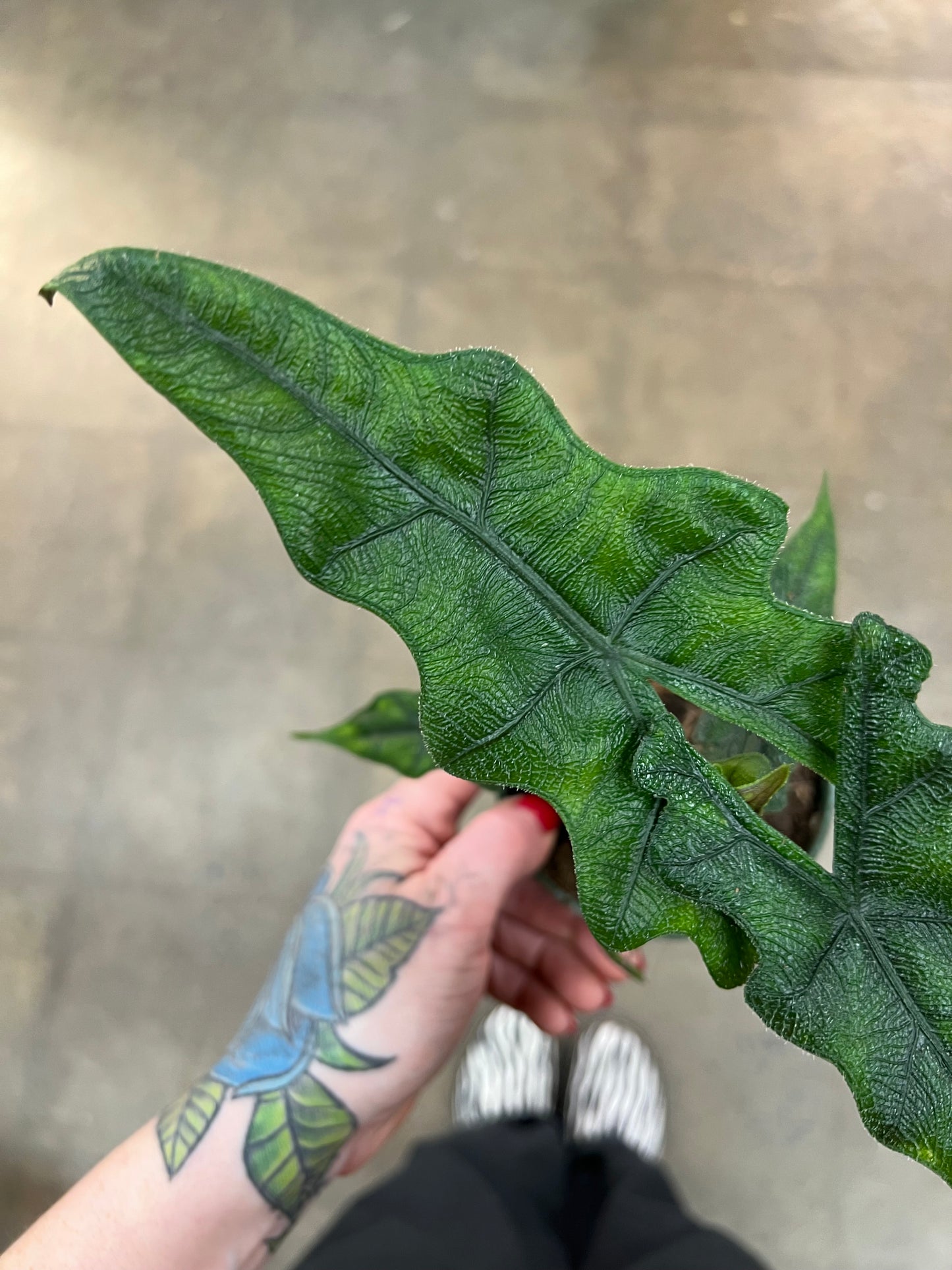 Alocasia Jacklyn