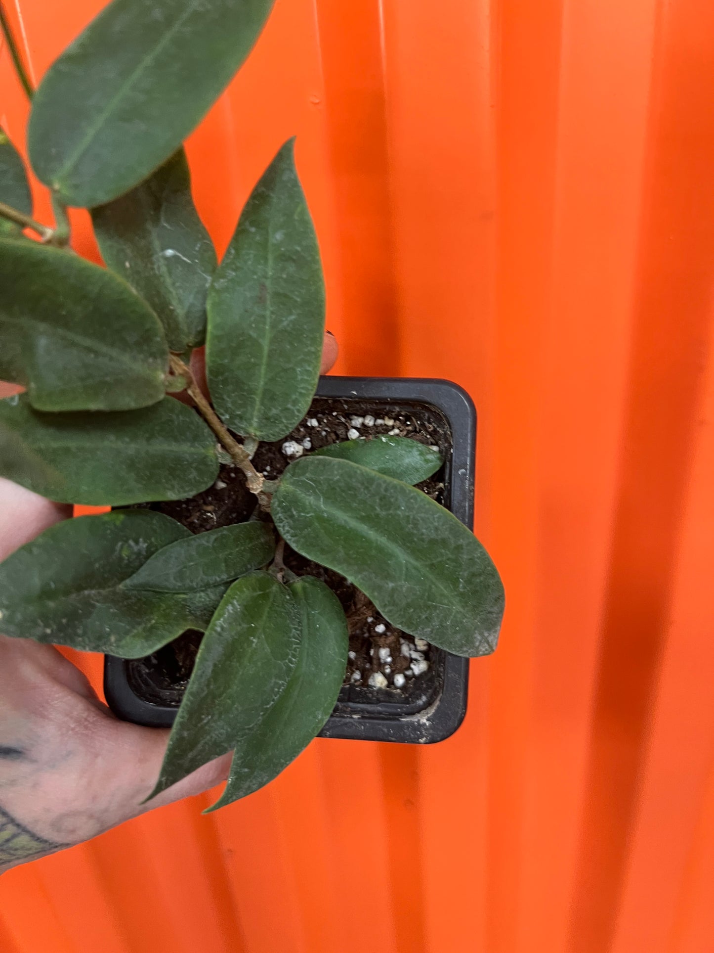 Hoya Patella Pink Flower