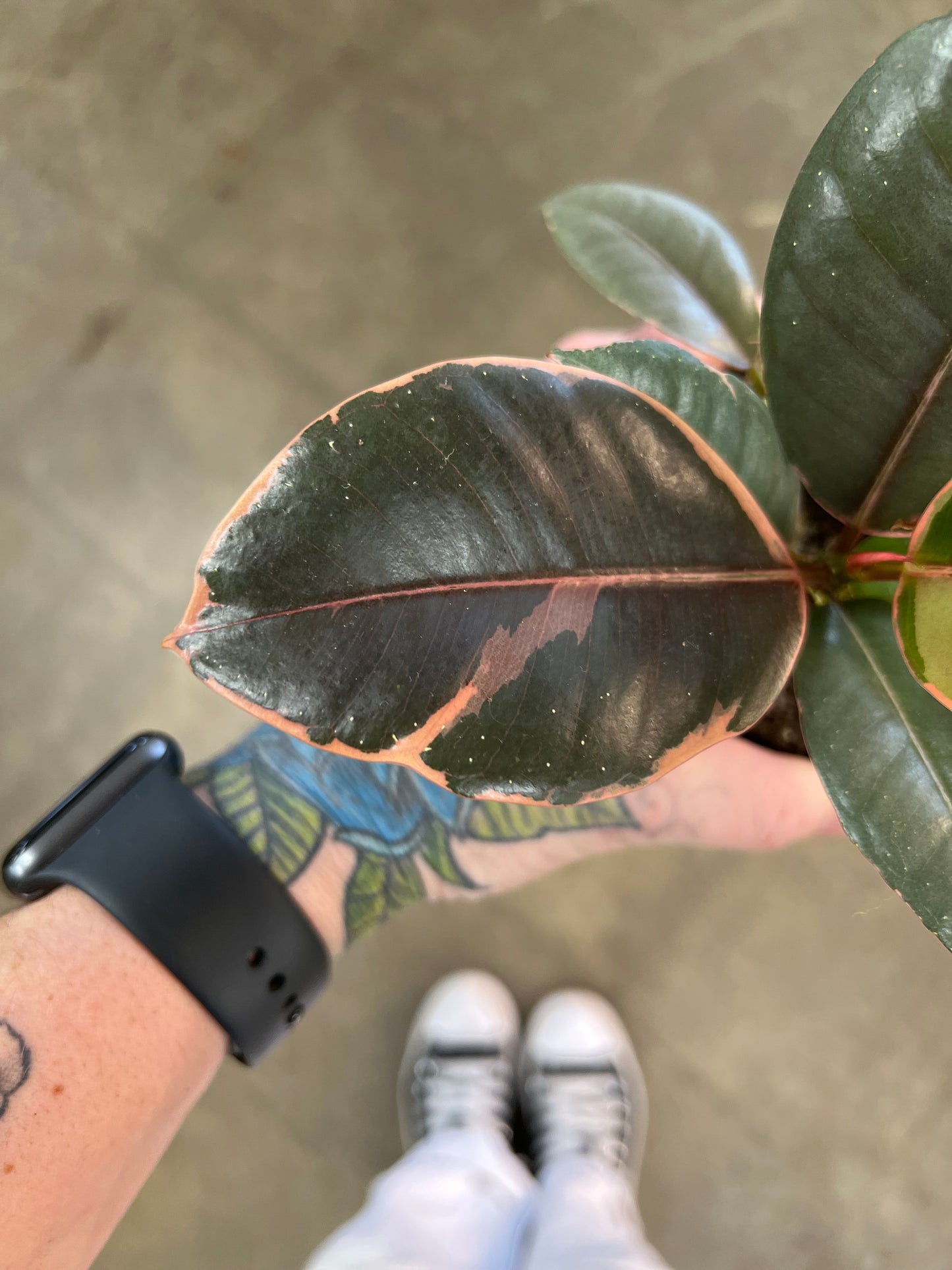 Ficus Elastica Ruby