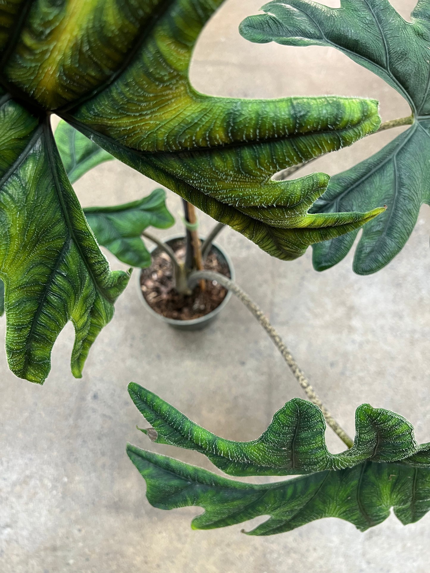 Alocasia Jacklyn