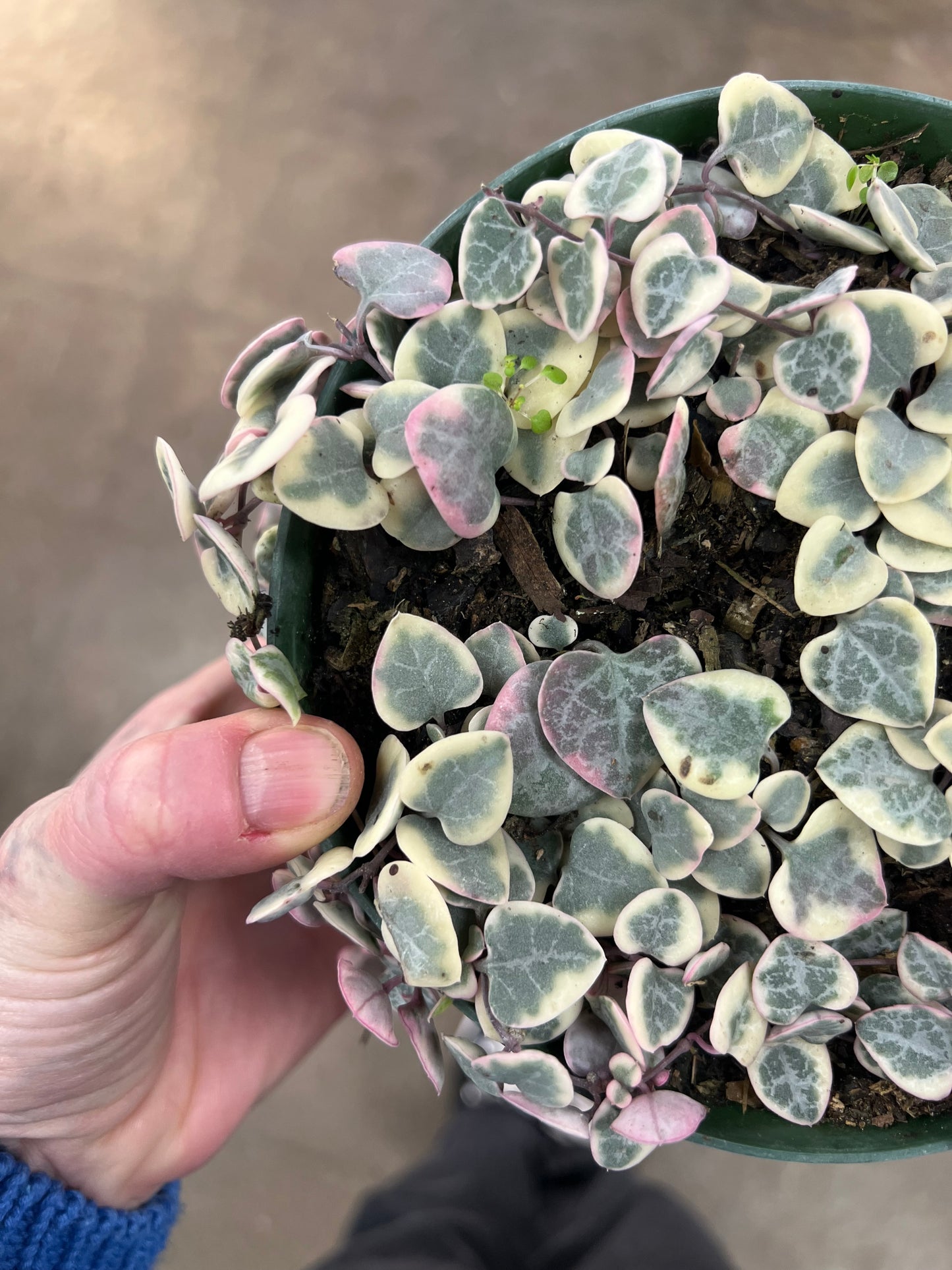 Variegated Heart Chains