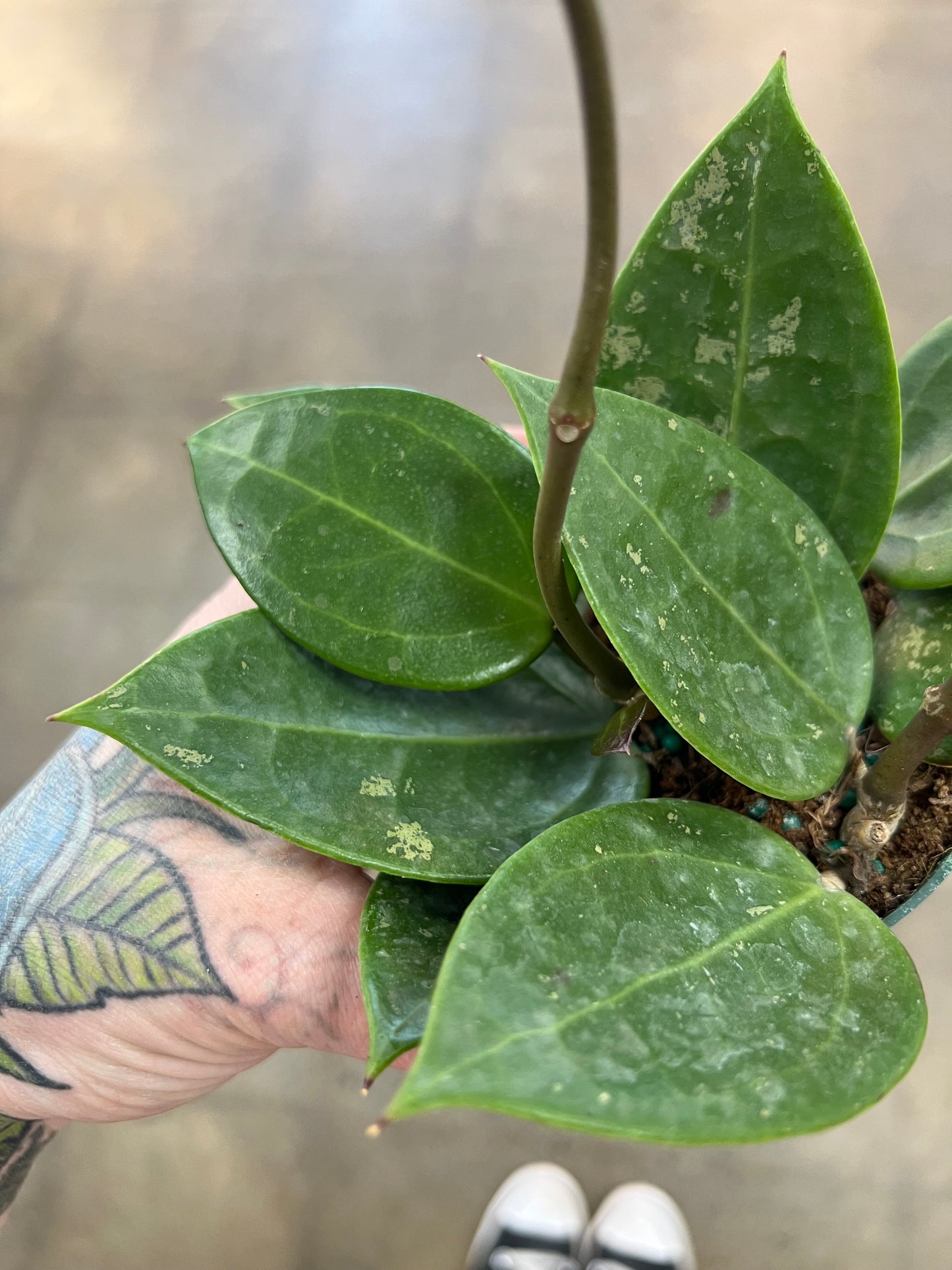 Hoya Parasitica Splash