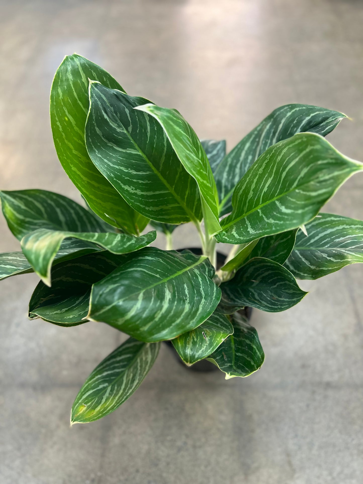 Aglaonema Snow Cap