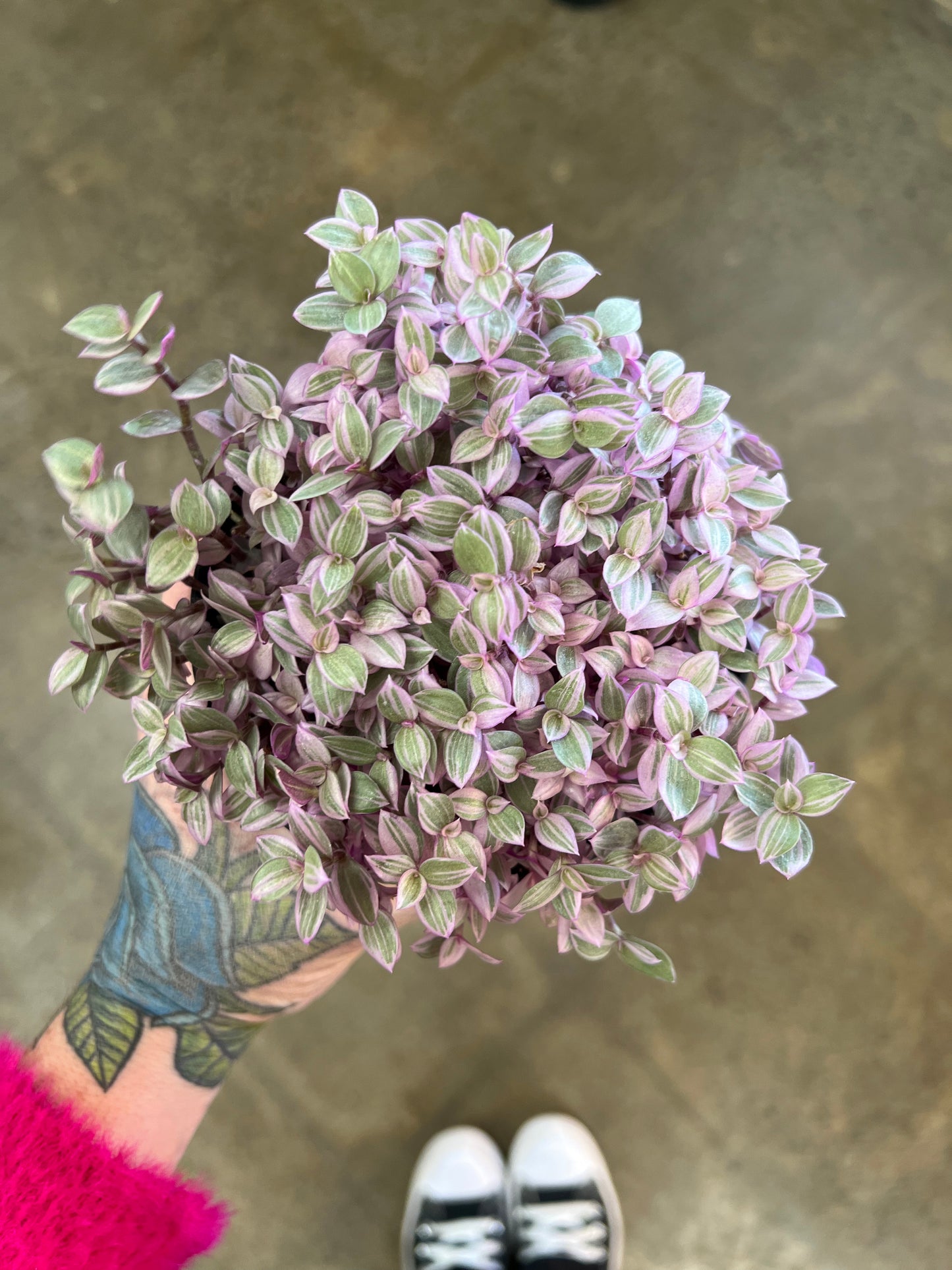 Tradescantia Callisia Rosita