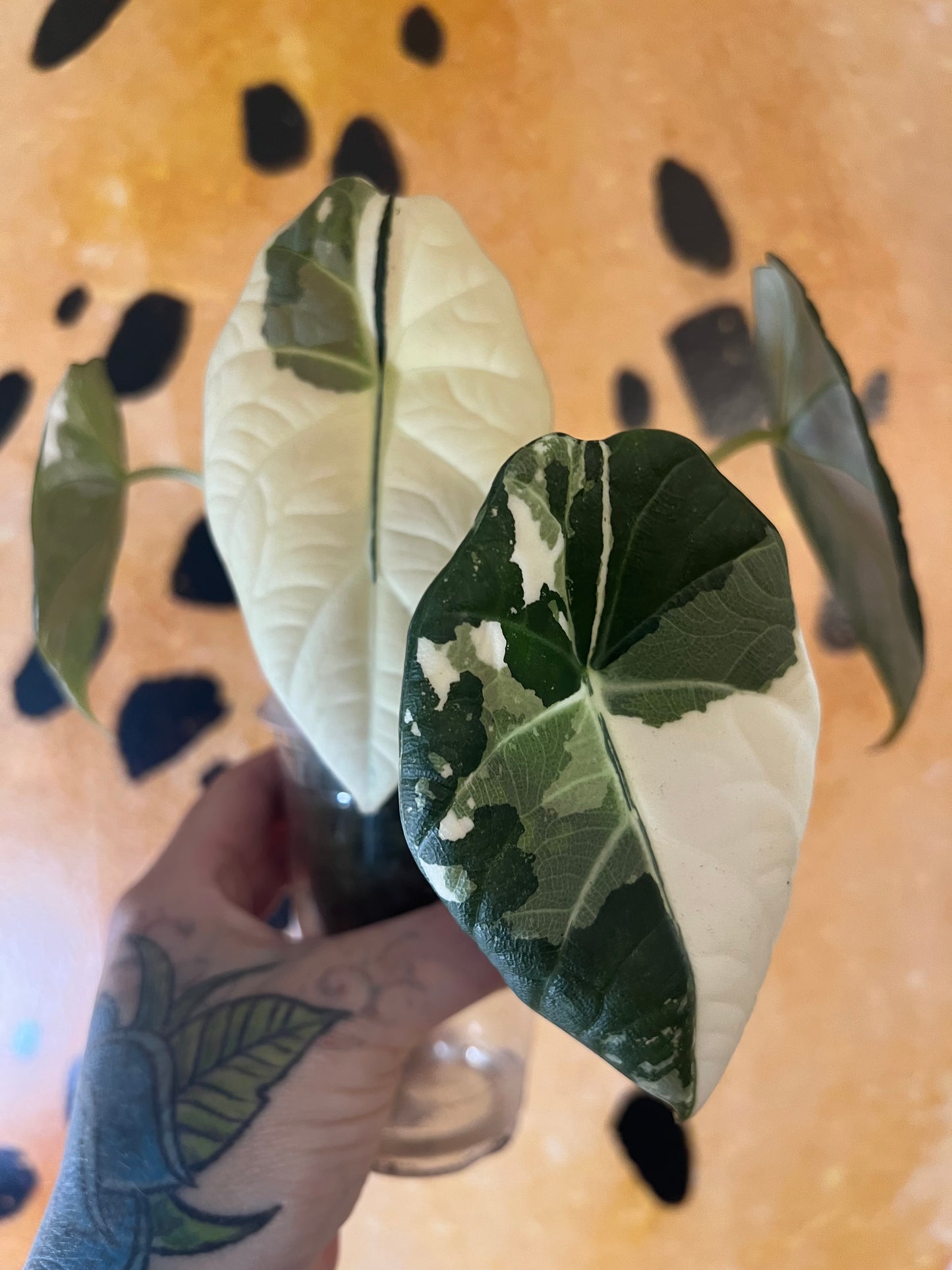 Alocasia Maharani bulb