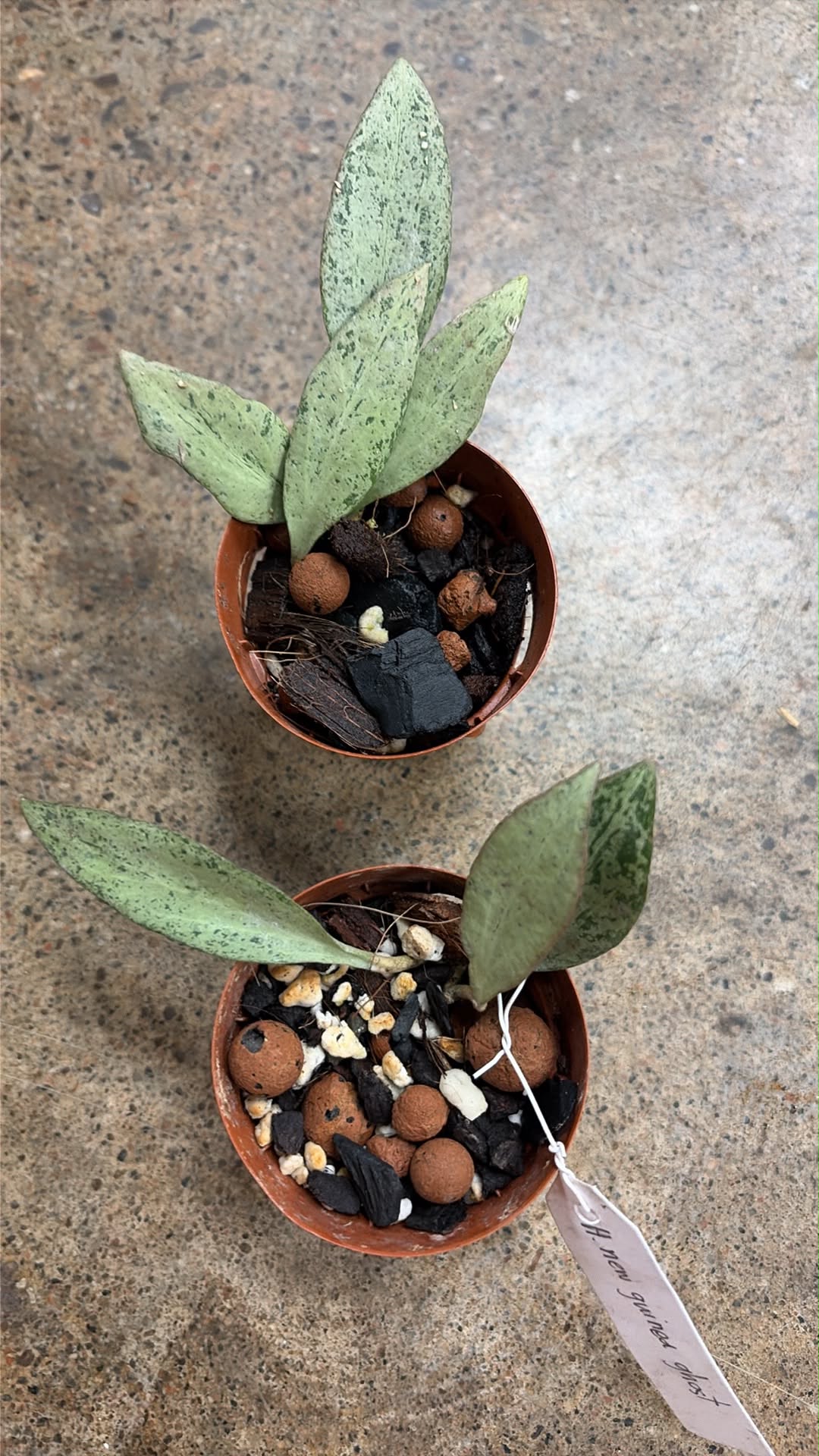Hoya Nicholsoniae New Guinea Ghost
