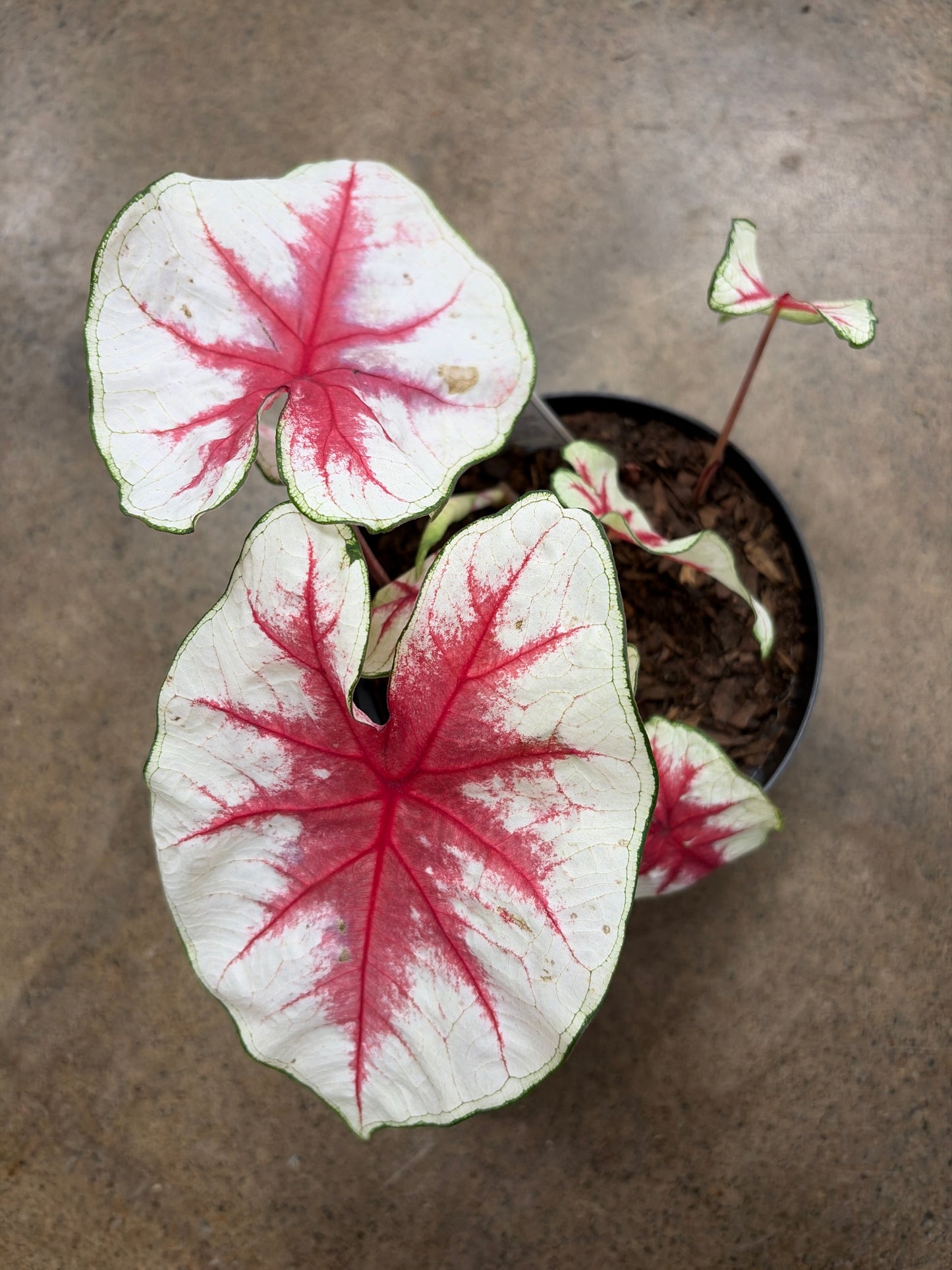 Caladium Fiesta
