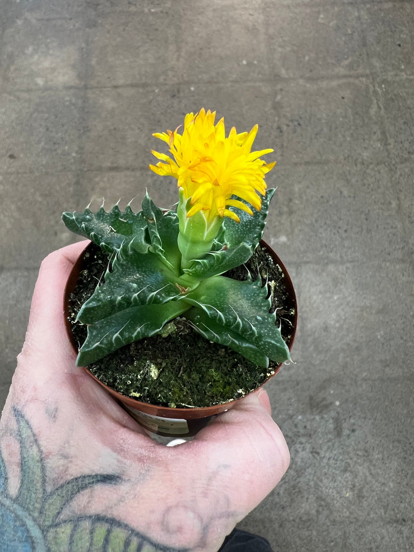 Faucaria Tuberculosa