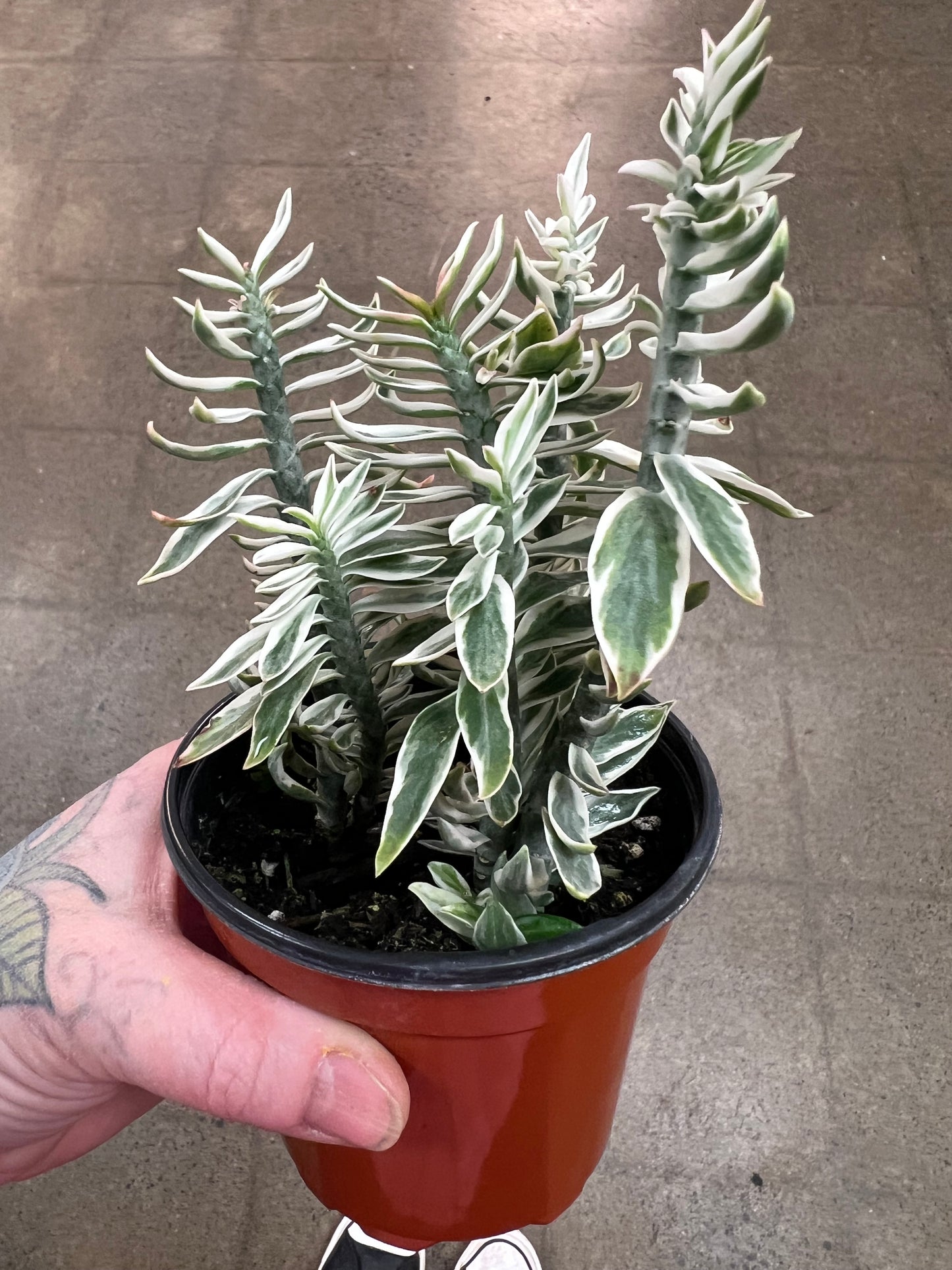 Euphorbia Tithymaloides Variegata