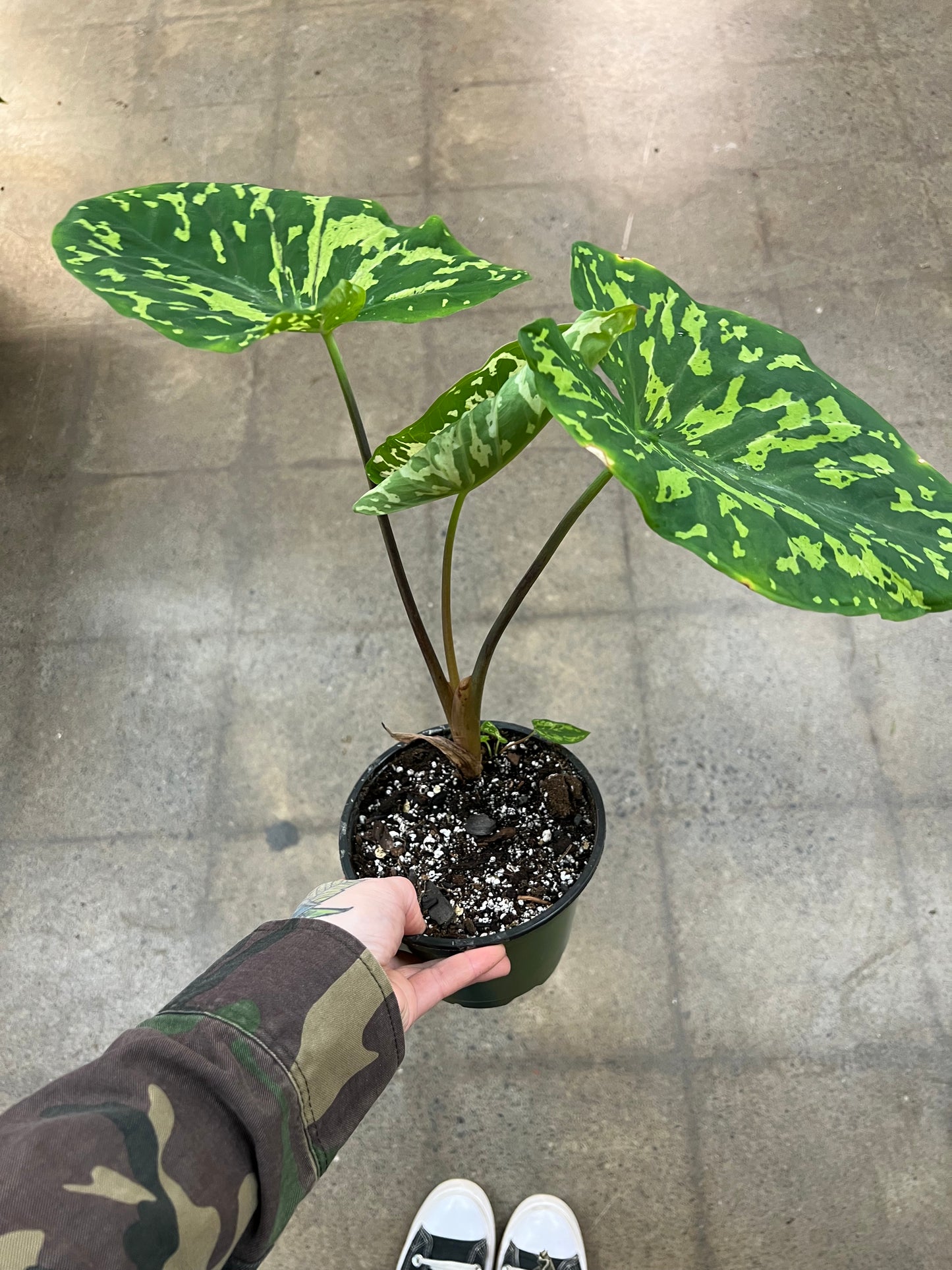 Alocasia Hilo Beauty