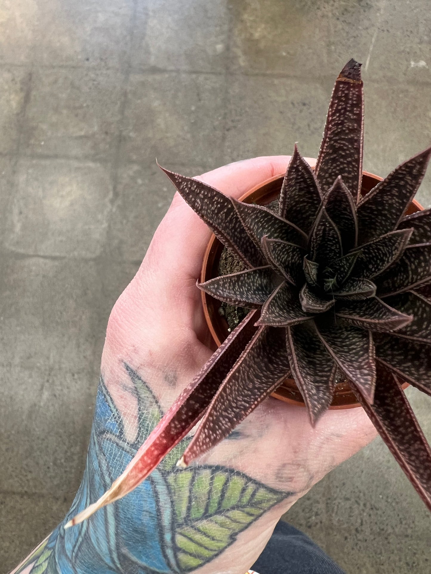Gasteria Bastesiana Hybrid