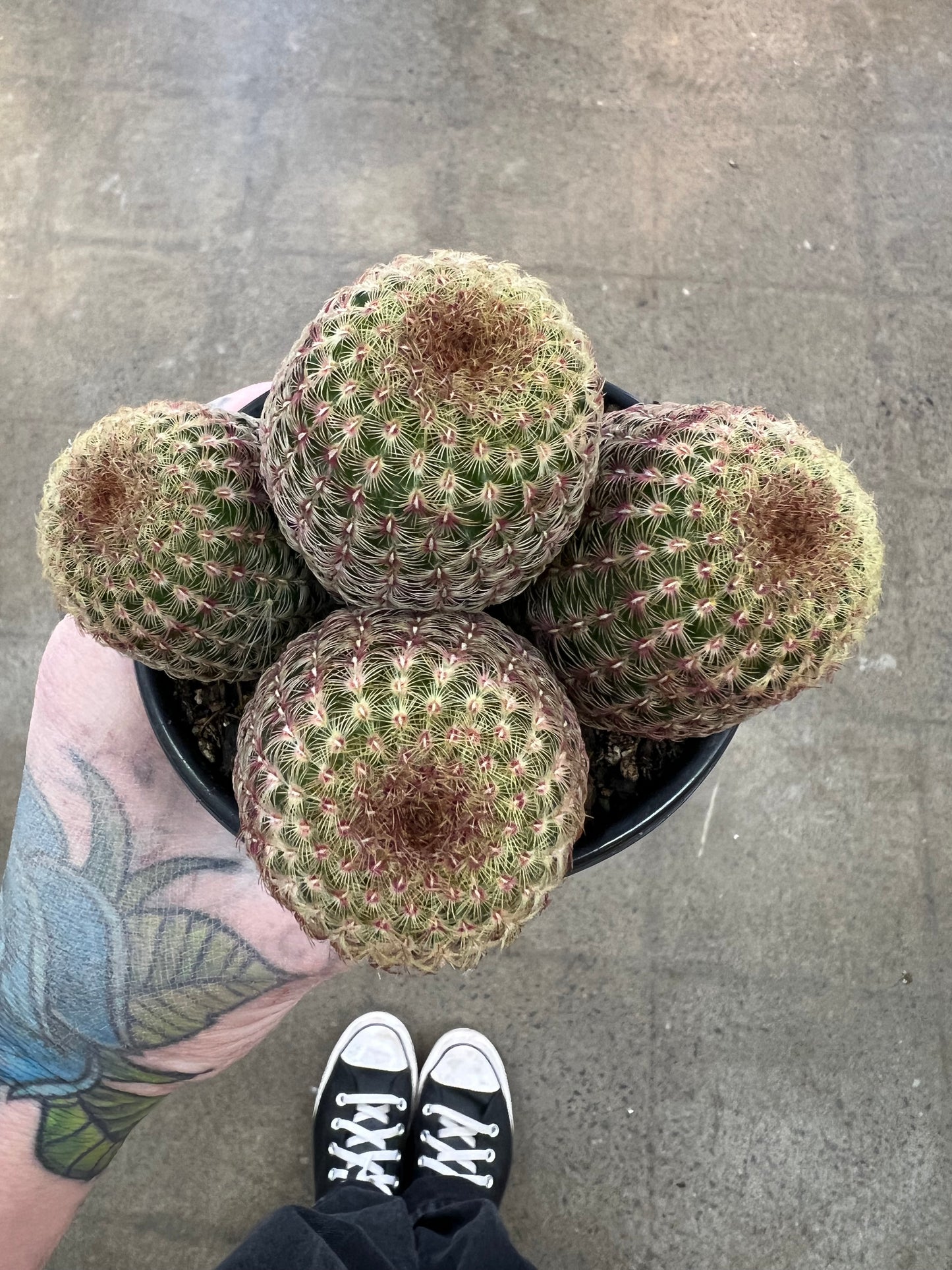Echinocereus Rugidissimus