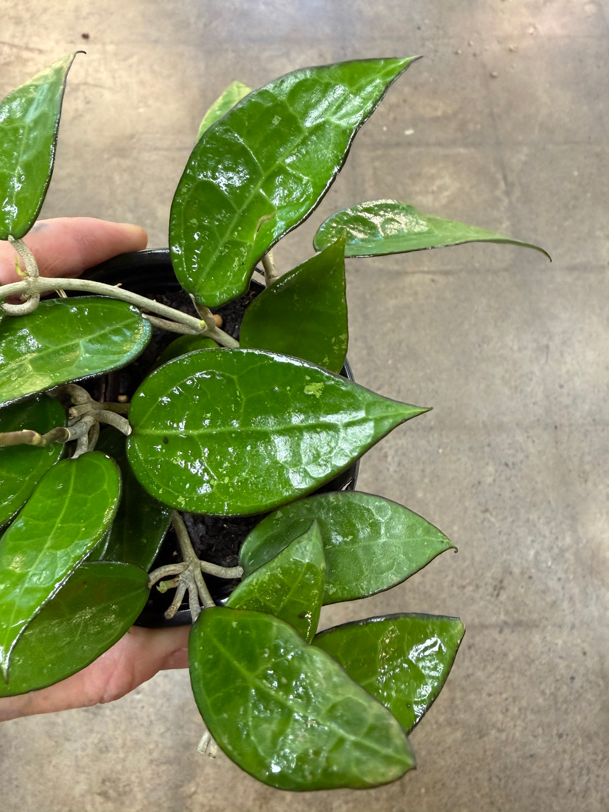 Hoya Black Margin