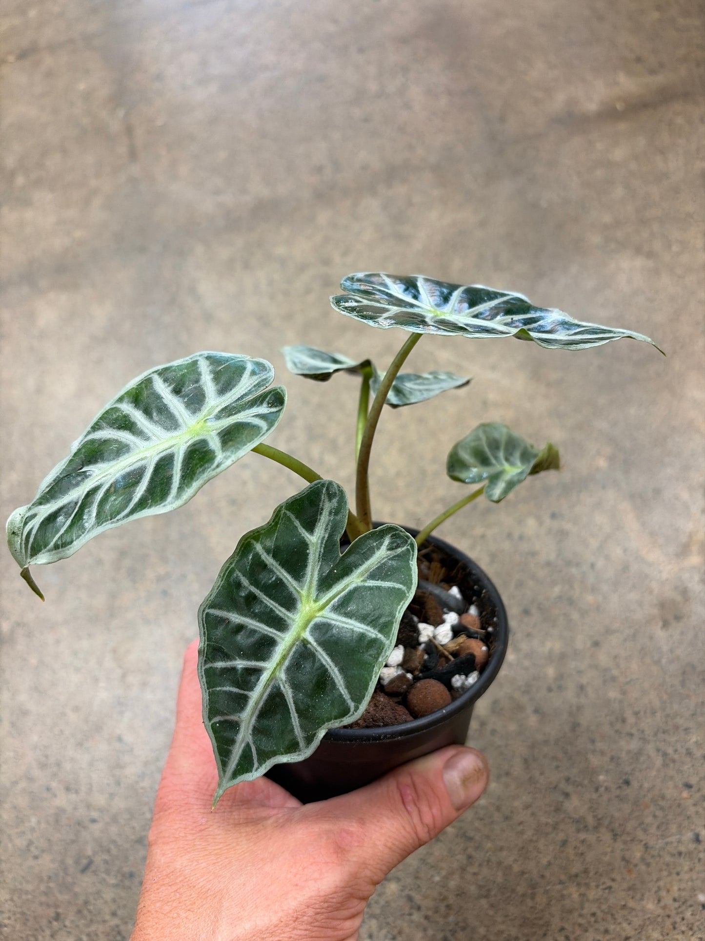 Alocasia Mandalay