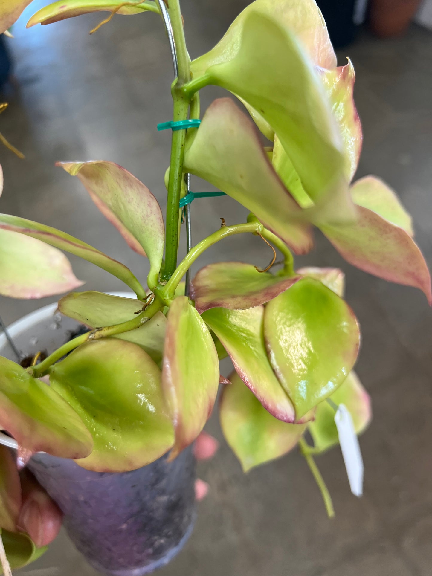 Hoya Pseudolittoralis