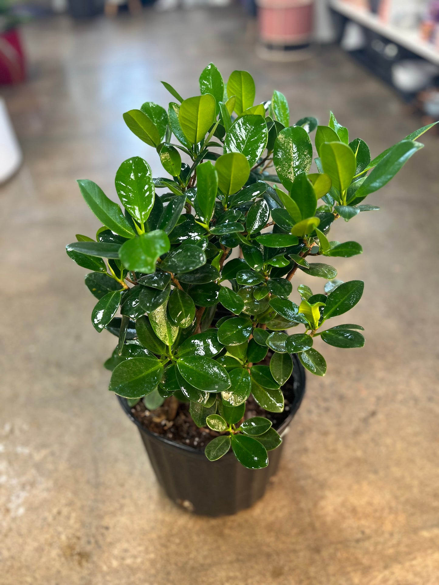 Ficus Green Island Bush