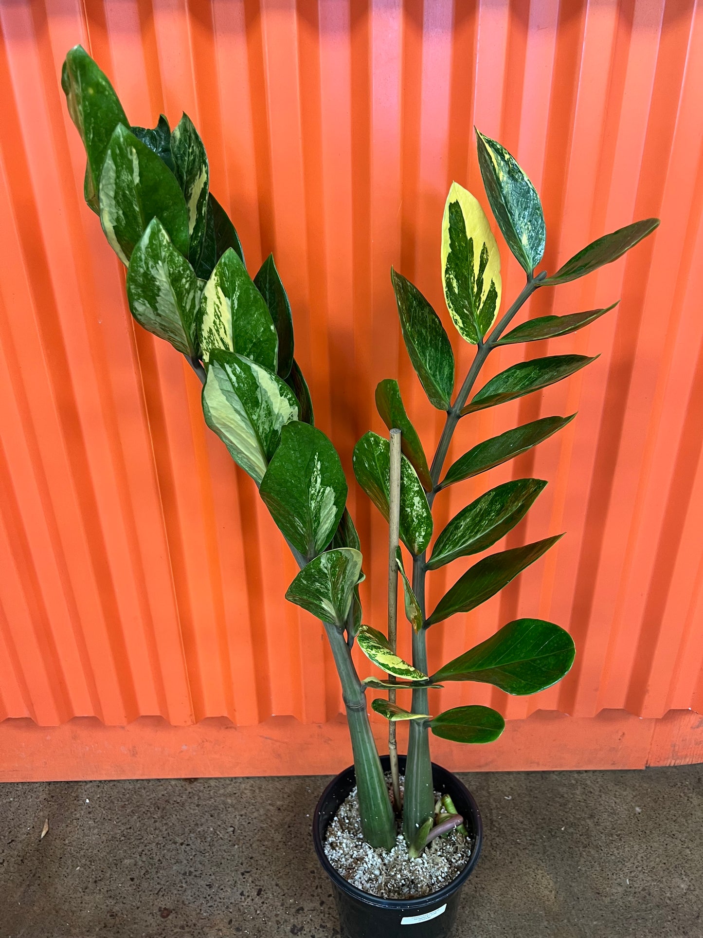 Zamioculcas Zamifolia Variegata #1