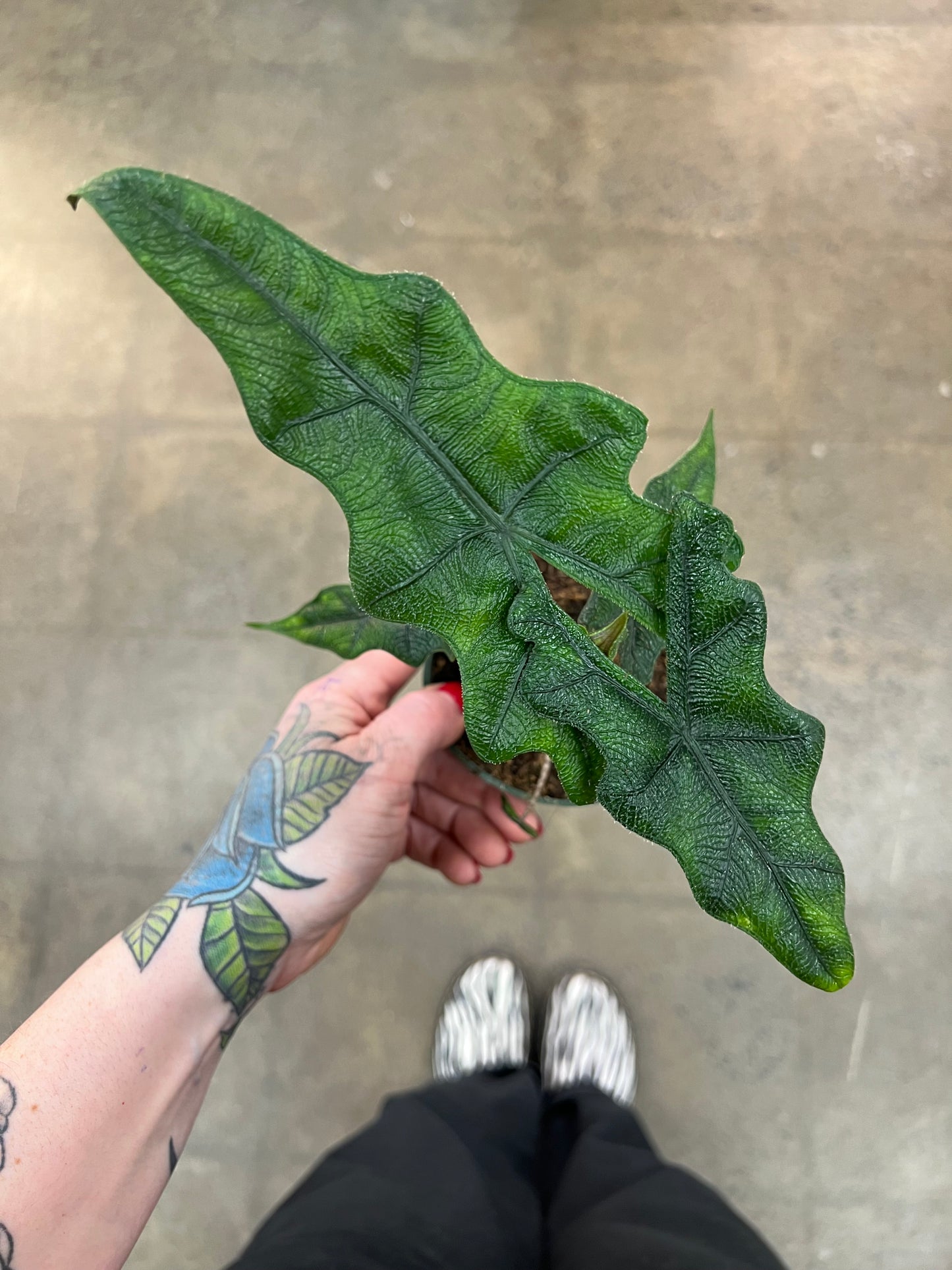 Alocasia Jacklyn