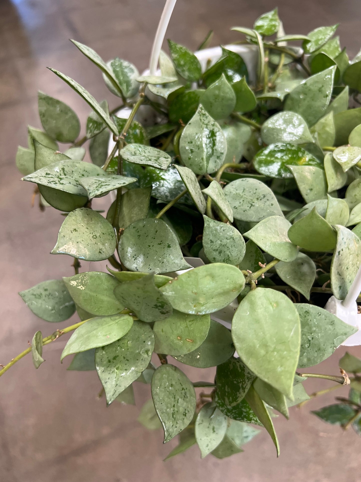 Hoya Krohniana Eskimo