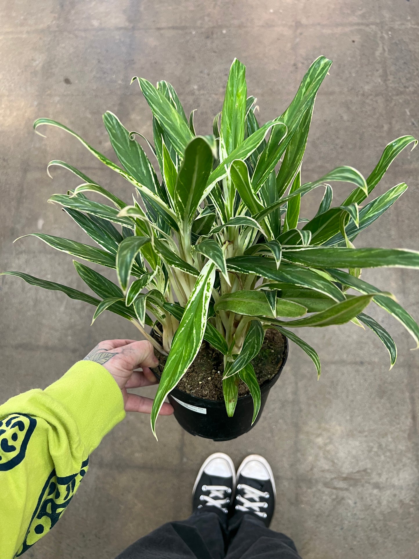 Aglaonema Commutatum Rice