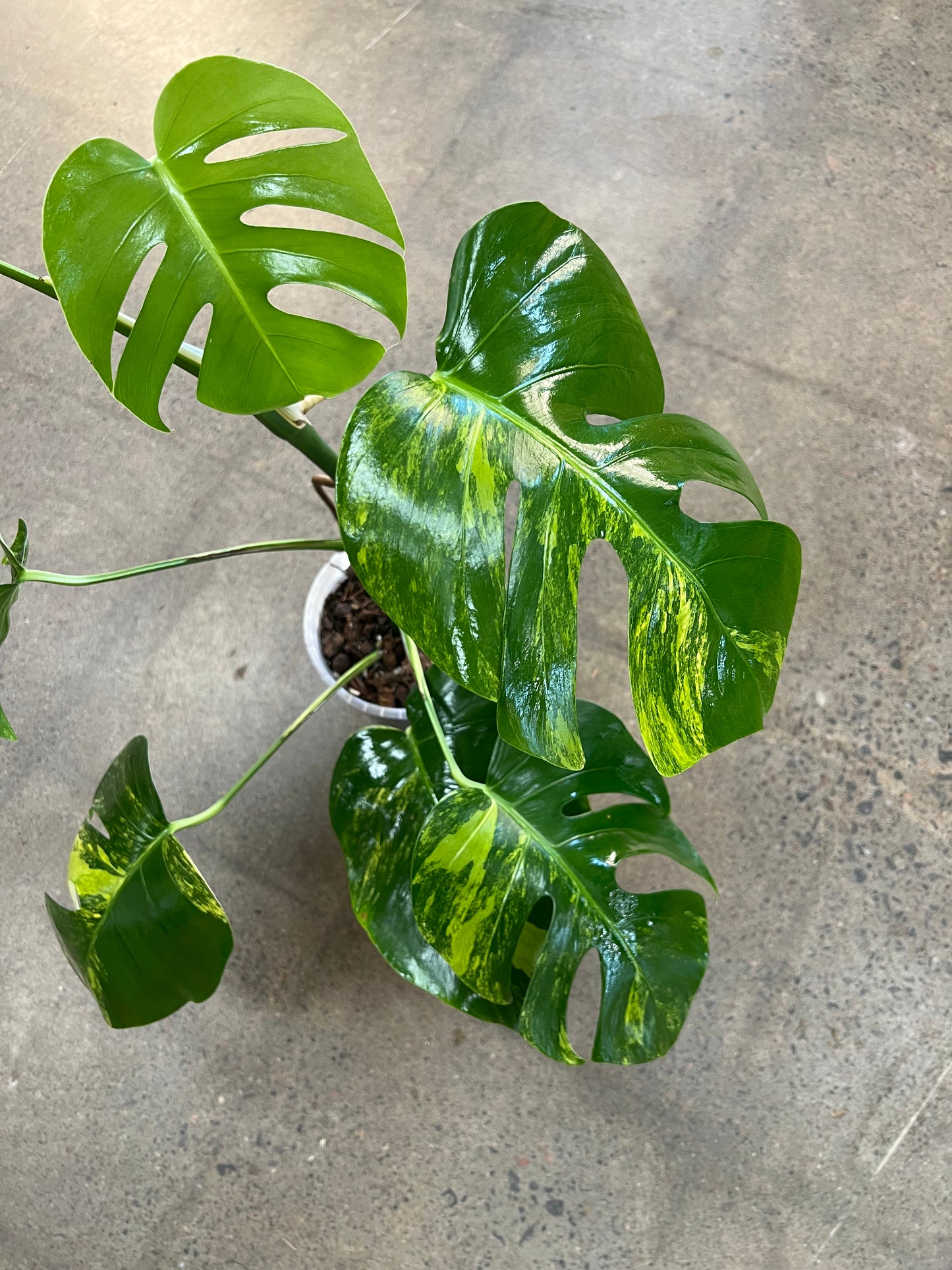 Monstera Aurea