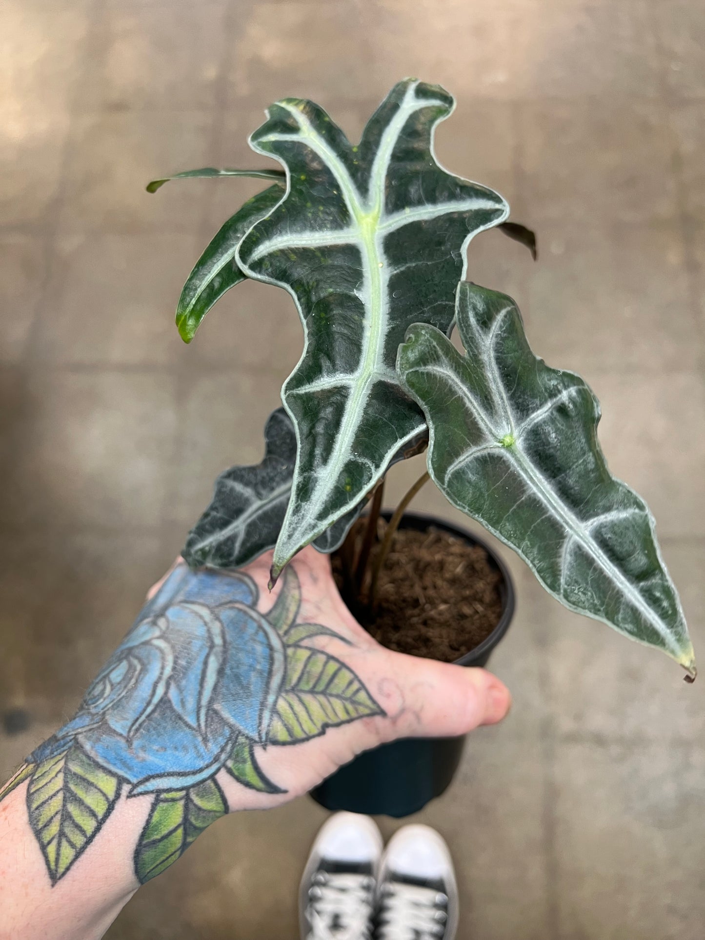 Alocasia Sanderiana