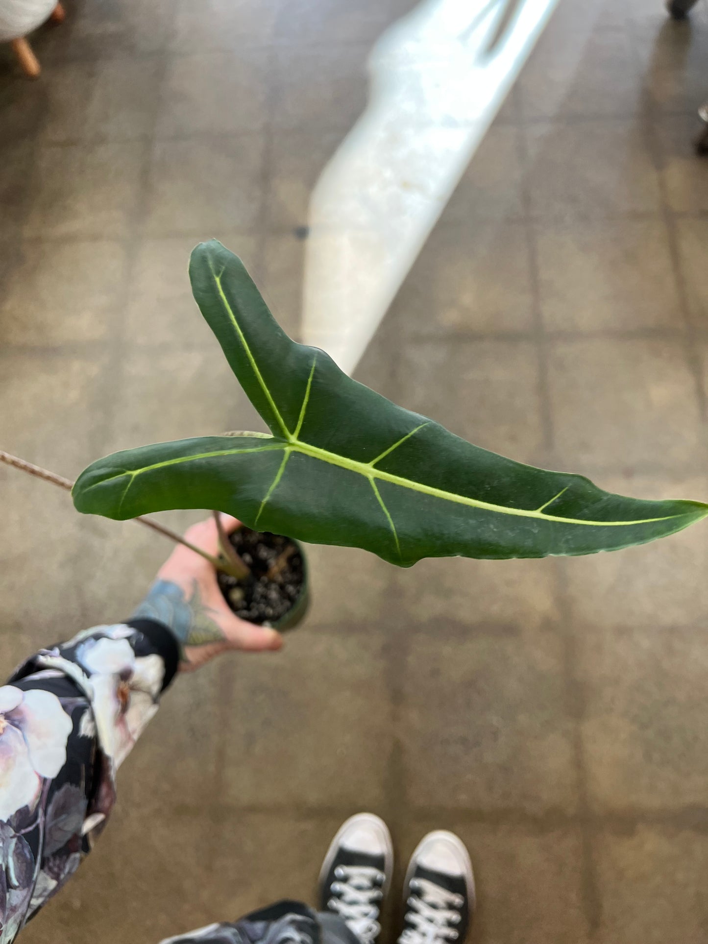 Alocasia Sarian