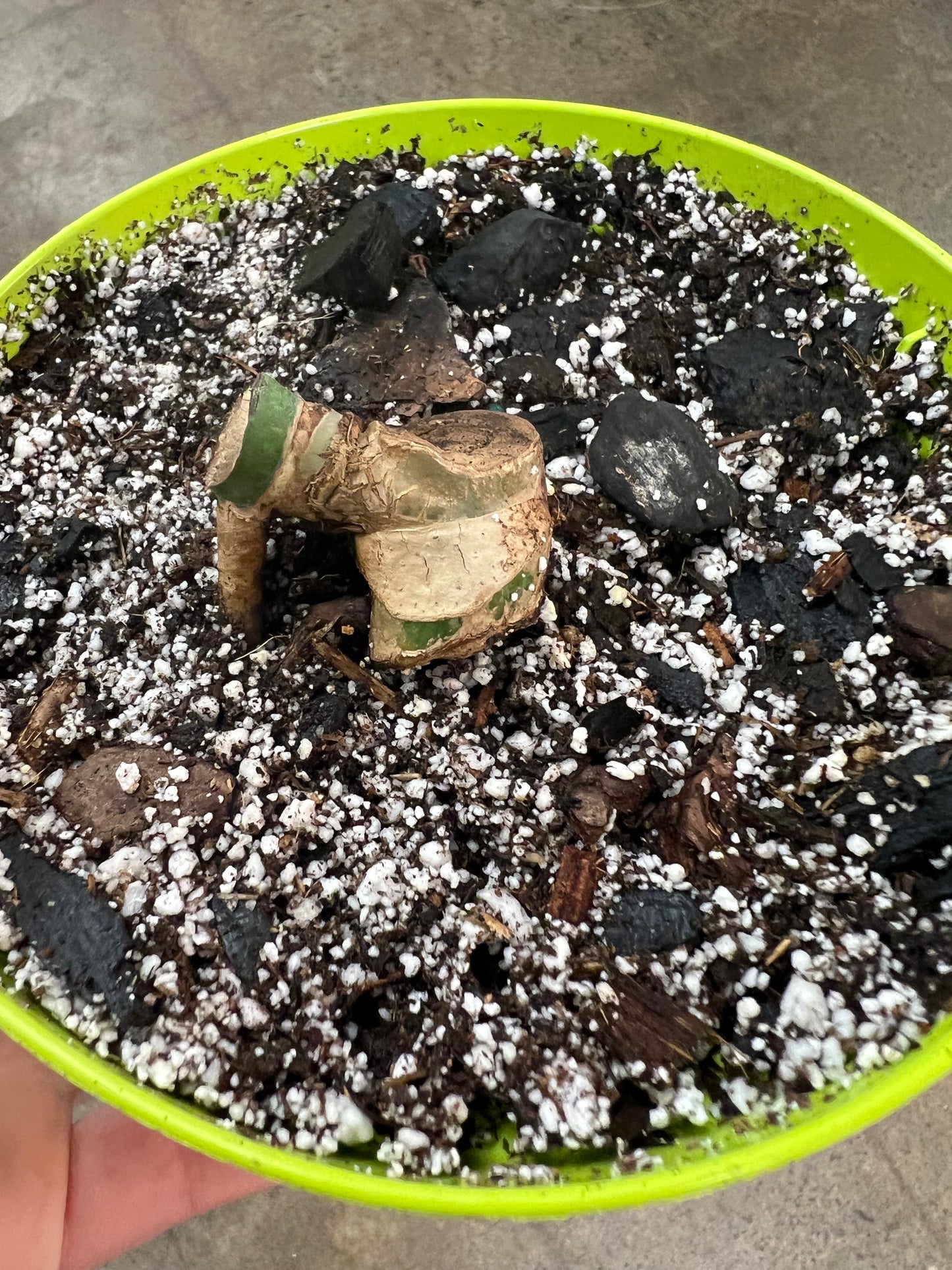 Wetstick Monstera Thaï Platinum