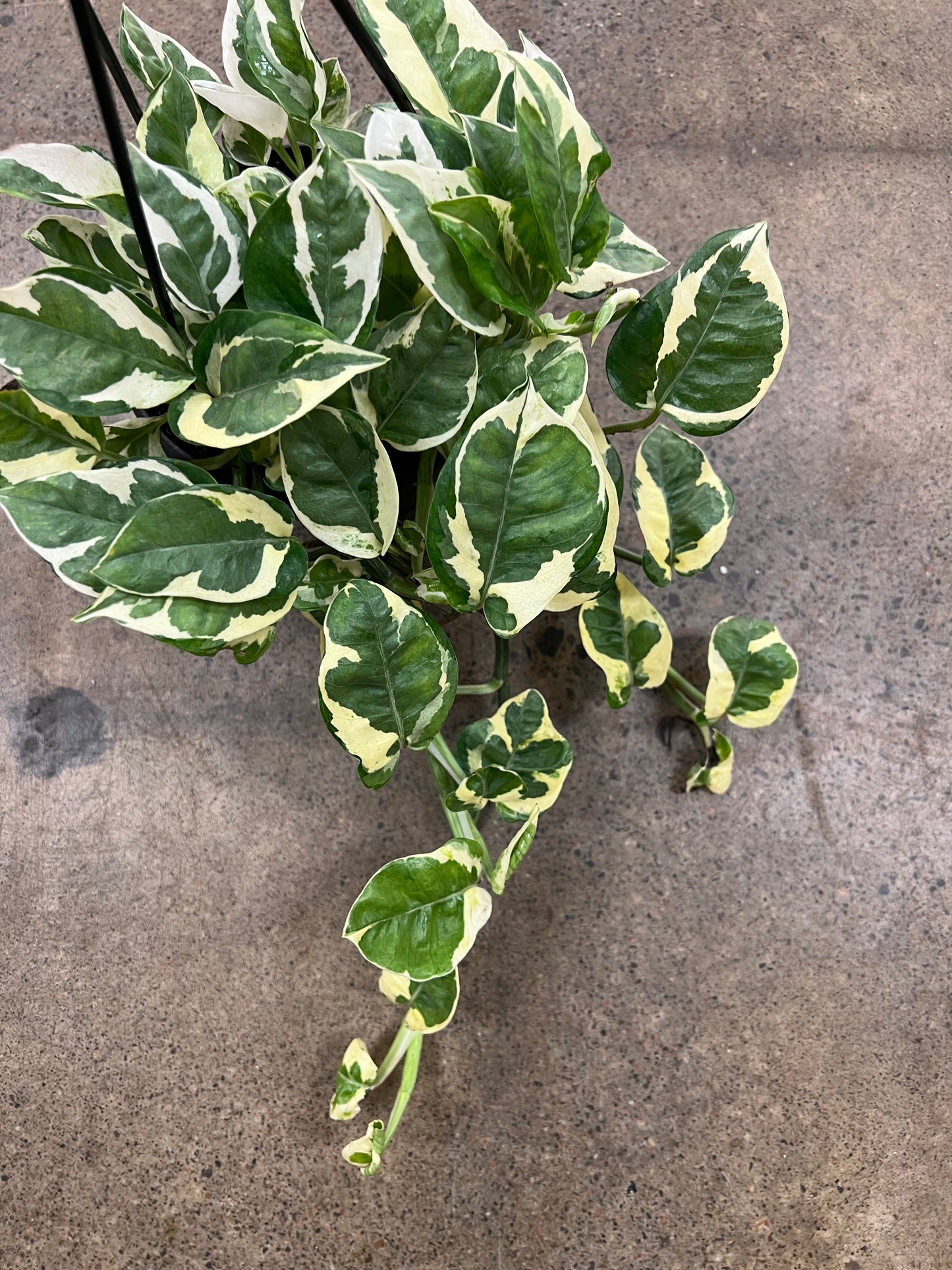 Pothos Pearl and Jade