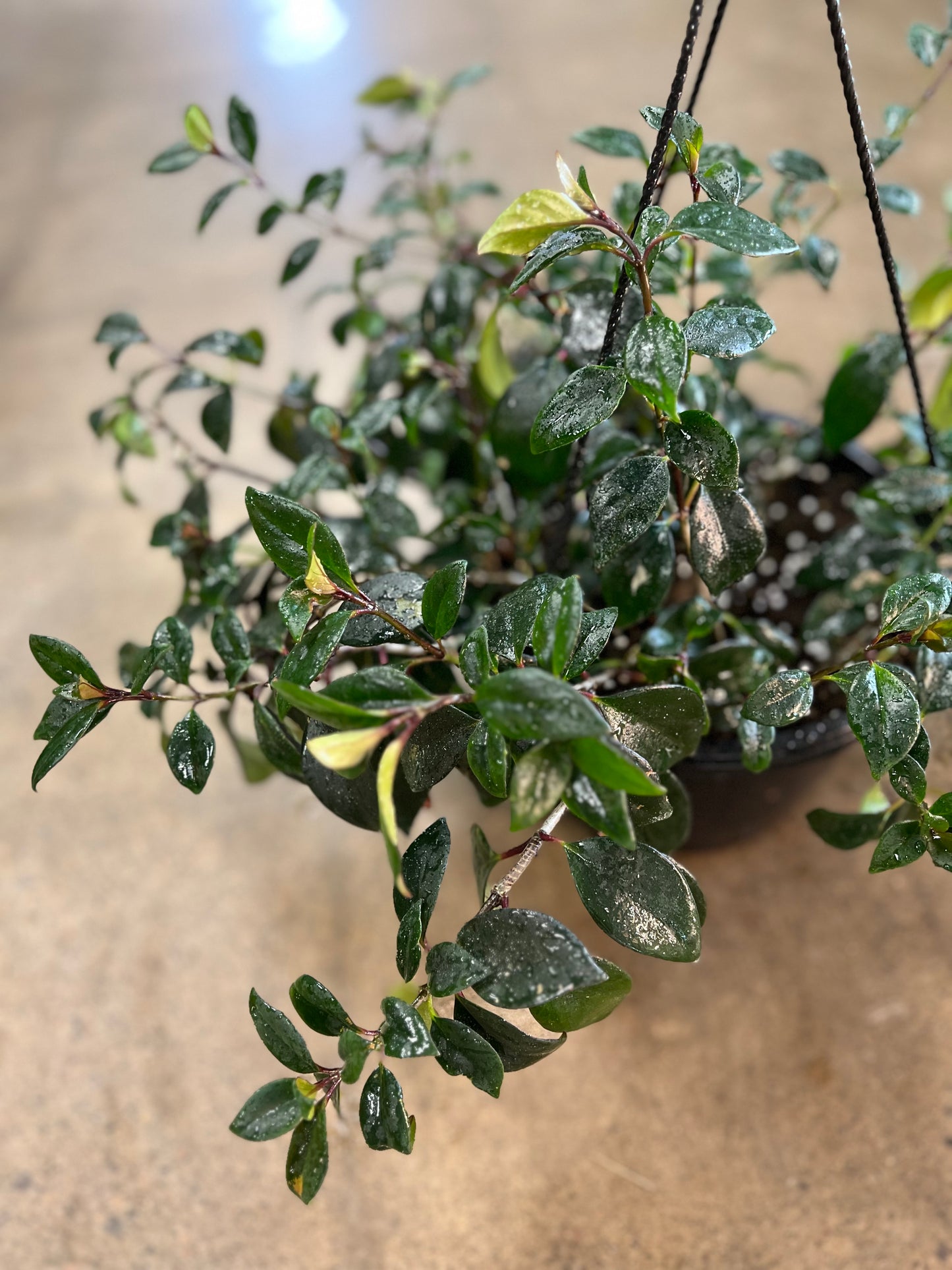 Nemanthus Tropicana Black Gold