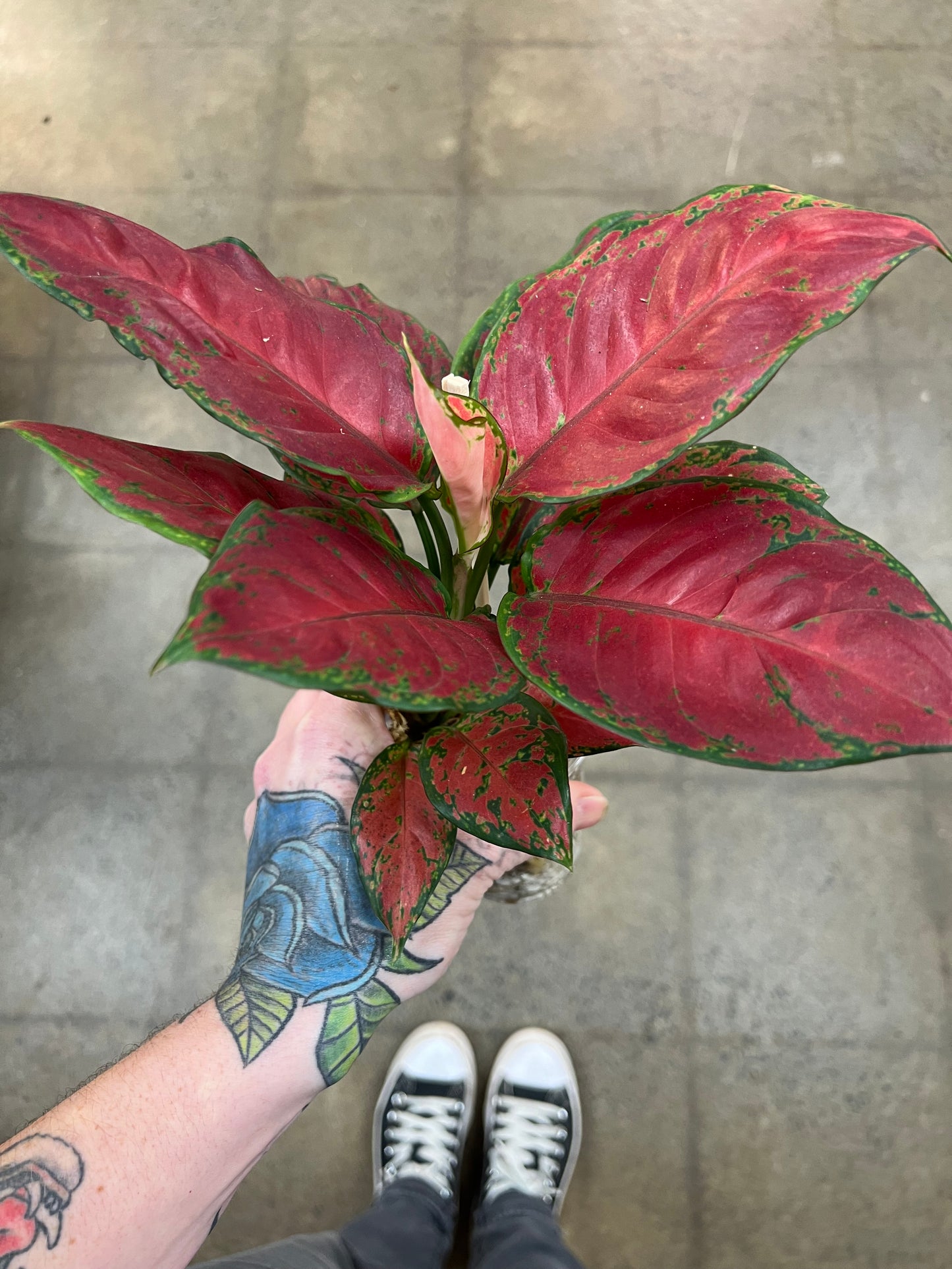 Aglaonema Black Maroon
